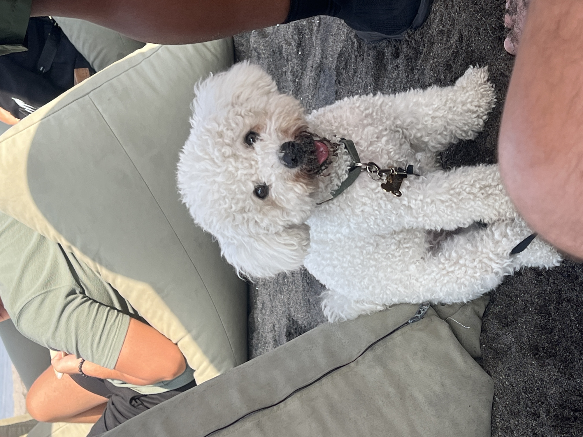 A fluffy white Bichon Frise dog sits on dark sand, looking towards the camera with its mouth slightly open and tongue visible. The dog is wearing a dark green collar with a silver tag attached. Behind the dog, a large, light-colored beanbag chair is visible, with part of a person's leg in a green t-shirt and black shorts resting on it. To the right of the dog, another person's dark-skinned leg wearing a black sock and shoe is partially visible. The scene appears to be outdoors, possibly at a beach or a casual seating area, with the background slightly out of focus, showing hints of a water body and a hazy sky. The lighting suggests it is daytime.