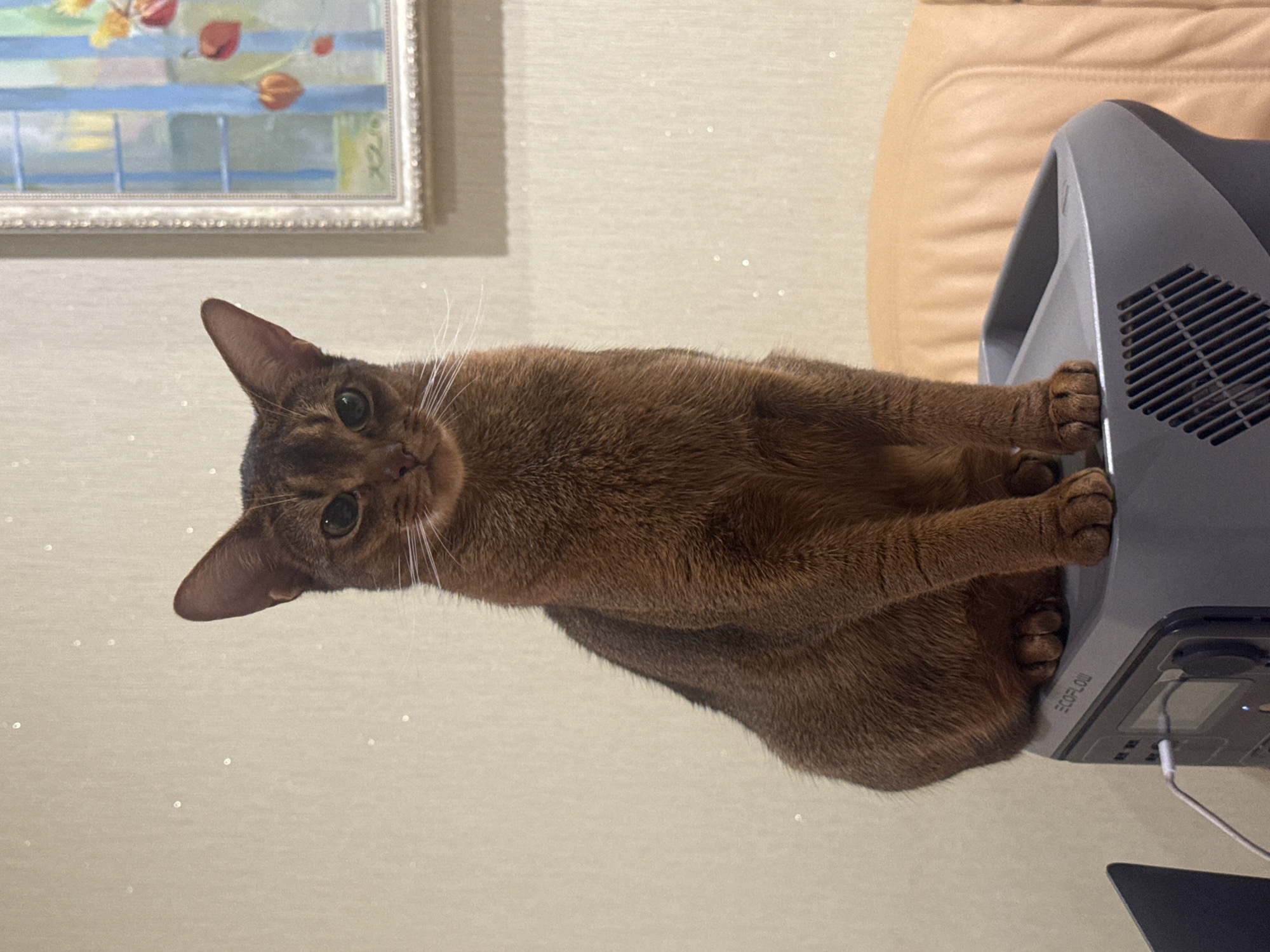 A brown cat is sitting on a portable power station. The cat is facing the camera, with its green eyes looking directly at the viewer. Its fur is a rich, reddish-brown color, and it has white whiskers. The cat's paws are resting on the top of the power station, which is gray and has a ventilation grill on the front. In the background, a painting hangs on a beige wall with a subtle glittery pattern. To the right of the cat and power station, a tan leather chair is visible. The scene appears to be indoors. There is no information to suggest this location is in Vinnytsia, Ukraine.