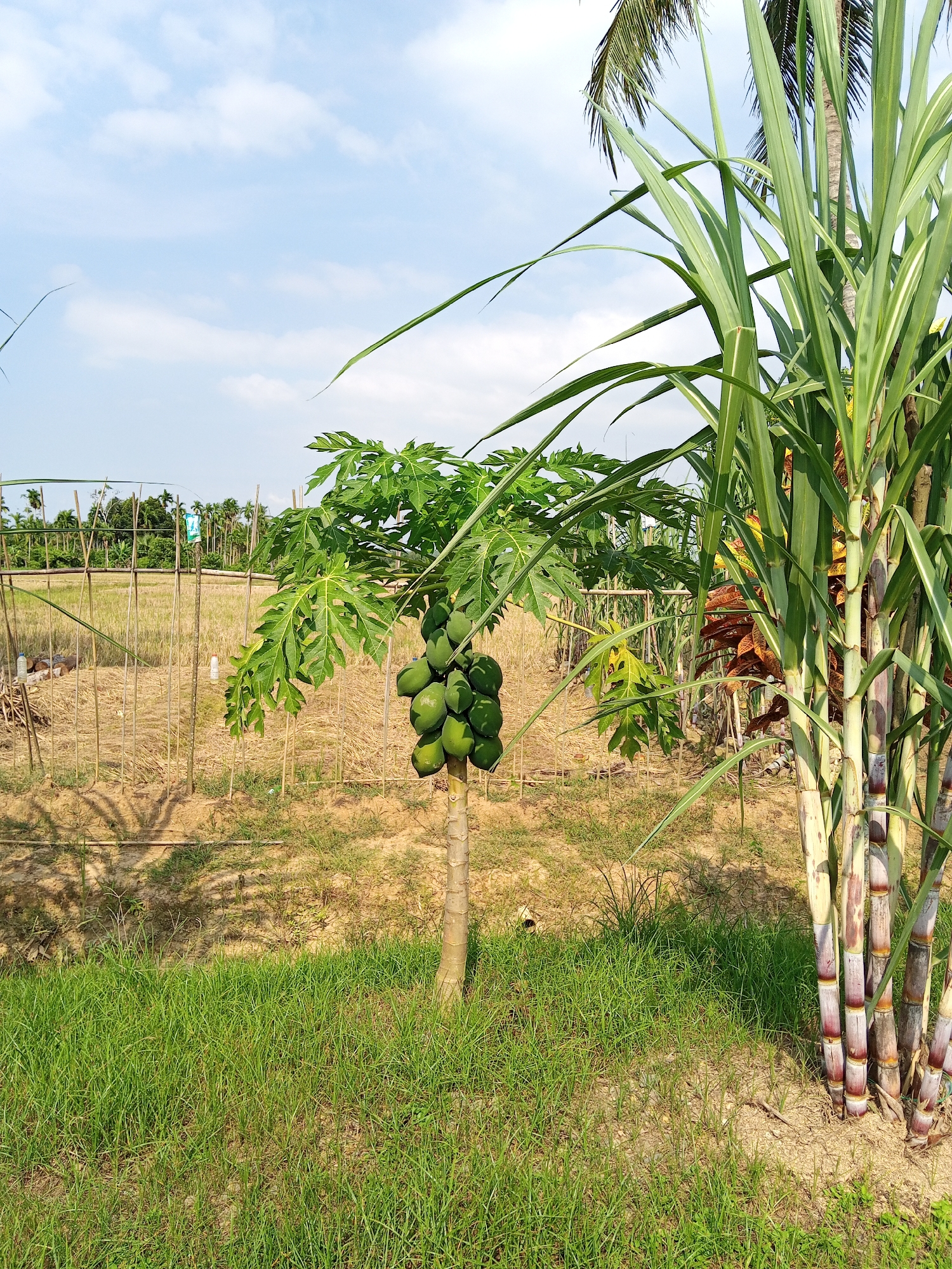 A papaya tree laden with green fruit stands in a field in Lhokseumawe, Indonesia. Sugar cane stalks grow alongside the tree. A rice paddy, partially fenced with sticks, lies in the background under a blue sky with scattered clouds. Grass covers the foreground.
