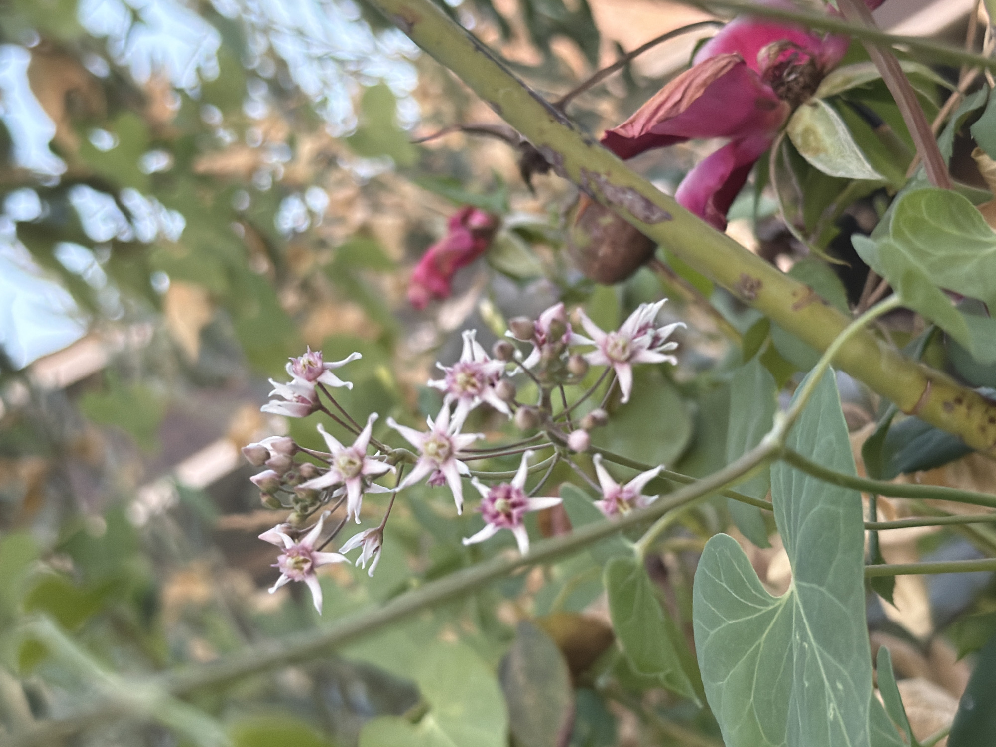 In the city of Sabirabad, Azerbaijan, a close-up photograph captures a cluster of small, star-shaped, pale pink flowers with darker pink centers, blooming on a slender, green stem. The flowers are arranged in an umbel, with some in full bloom and others in bud. Surrounding the delicate blossoms are lush green leaves, some heart-shaped, and a thicker, brown-speckled stem running diagonally through the frame. In the background, out of focus, are hints of more greenery and blurred shapes of pink, possibly other flowers or foliage. The lighting suggests it is daytime, with soft light illuminating the scene, creating a shallow depth of field that emphasizes the flowers and foreground elements. The overall impression is of a natural, botanical subject in a garden or outdoor setting.