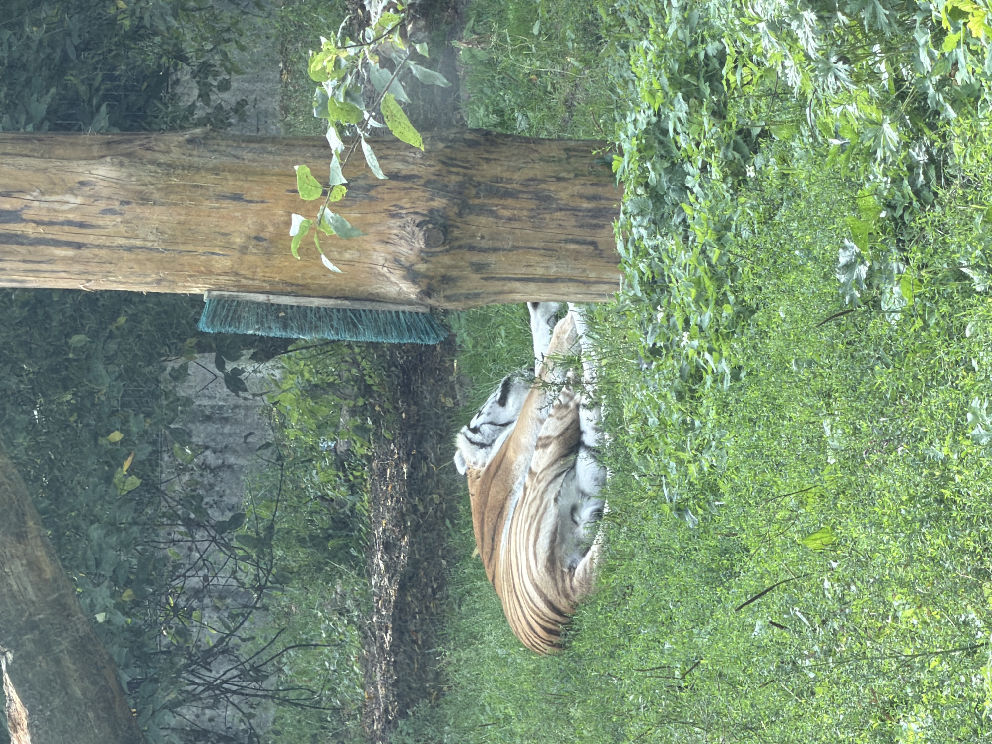 A tiger is sleeping on the grass in an enclosure. The enclosure features a large wooden post with a brush attached to it. There are trees and foliage in the background. The image does not provide any information to indicate that this scene is located in Riga, Latvia.