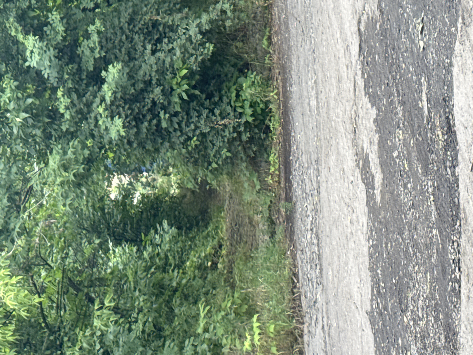 The image shows a dirt path leading into a dense thicket of green trees and foliage. The path appears to be overgrown with grass and is partially obscured by shadows. In the foreground, there is a rough, gray surface that looks like a road or paved area, with patches of dark asphalt and lighter gravel. The lighting suggests it is daytime. The scene is devoid of any people or animals. The overall impression is of an unmaintained, natural area adjacent to a man-made path.