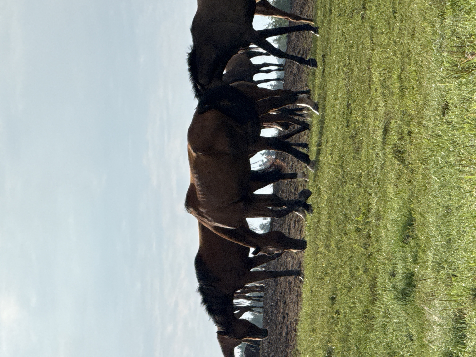 The image depicts a herd of brown horses grazing in a grassy field in Galinė, Lithuania. The horses are positioned in the mid-ground, with some in the foreground, and others further back on a muddy incline. The sky is overcast and a pale blue. The environment is rural, with trees visible in the background behind the horses. The overall scene is peaceful, with the horses engaged in grazing.