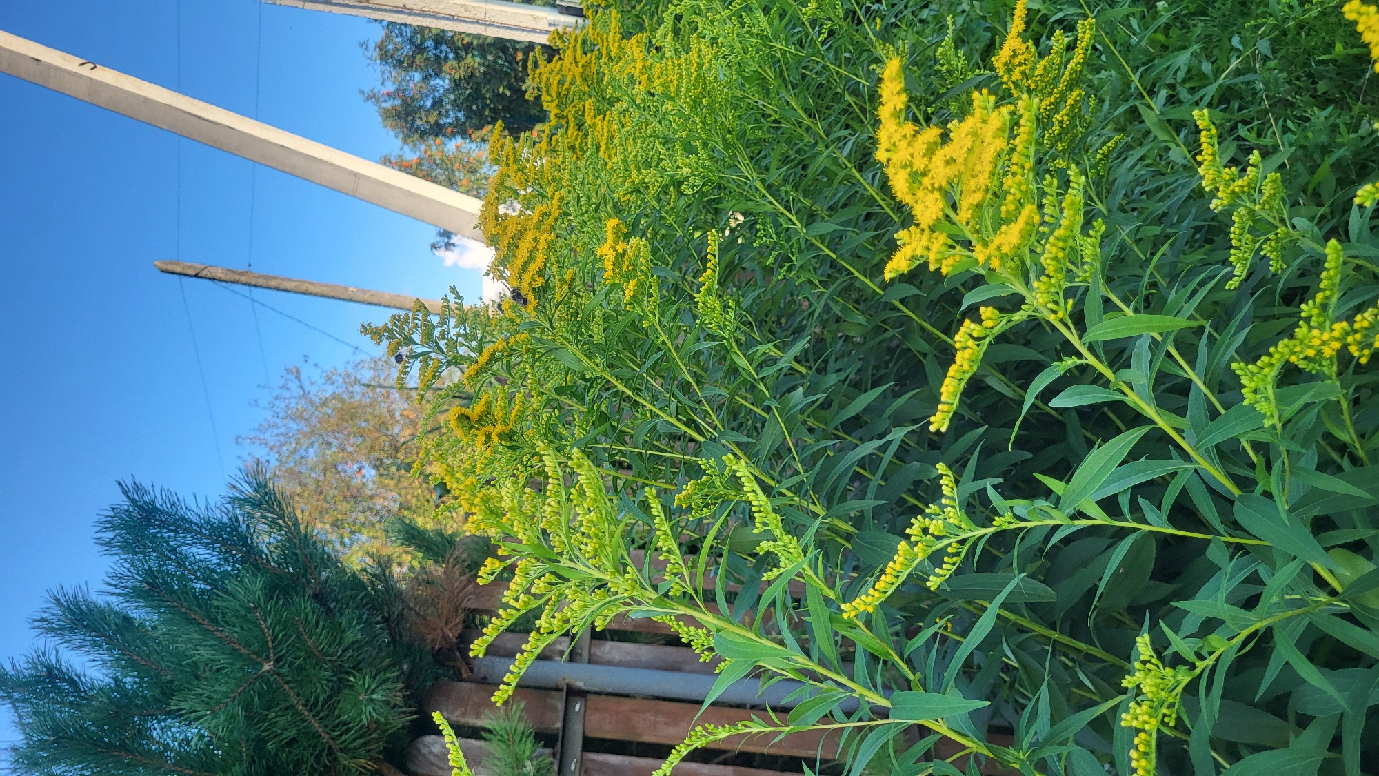 In an outdoor scene, a dense cluster of bright yellow wildflowers with green foliage dominates the foreground. Behind the flowers, a wooden fence is visible on the left, partially obscured by a dark green pine tree. Further in the background, two concrete utility poles stand against a clear blue sky, with power lines stretched between them. Trees with sparse foliage are scattered in the mid-ground. The overall impression is of a sunny day in a rural or semi-rural setting, possibly the outskirts of a city.