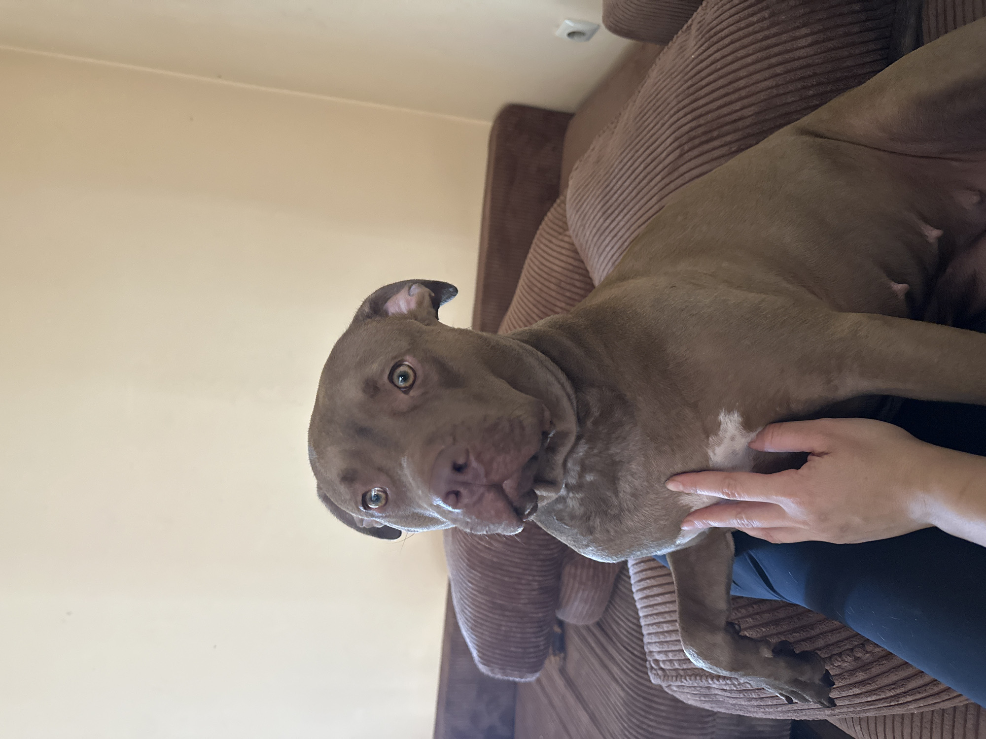 A medium shot shows a brown pit bull dog sitting on a plush brown couch, with its left paw resting on a person's lap. The dog's head is turned towards the camera, and its eyes are wide. The background consists of a plain beige wall. The scene appears to be indoors, in a domestic setting. There are no indications of the location being in Malevo, Bulgaria.