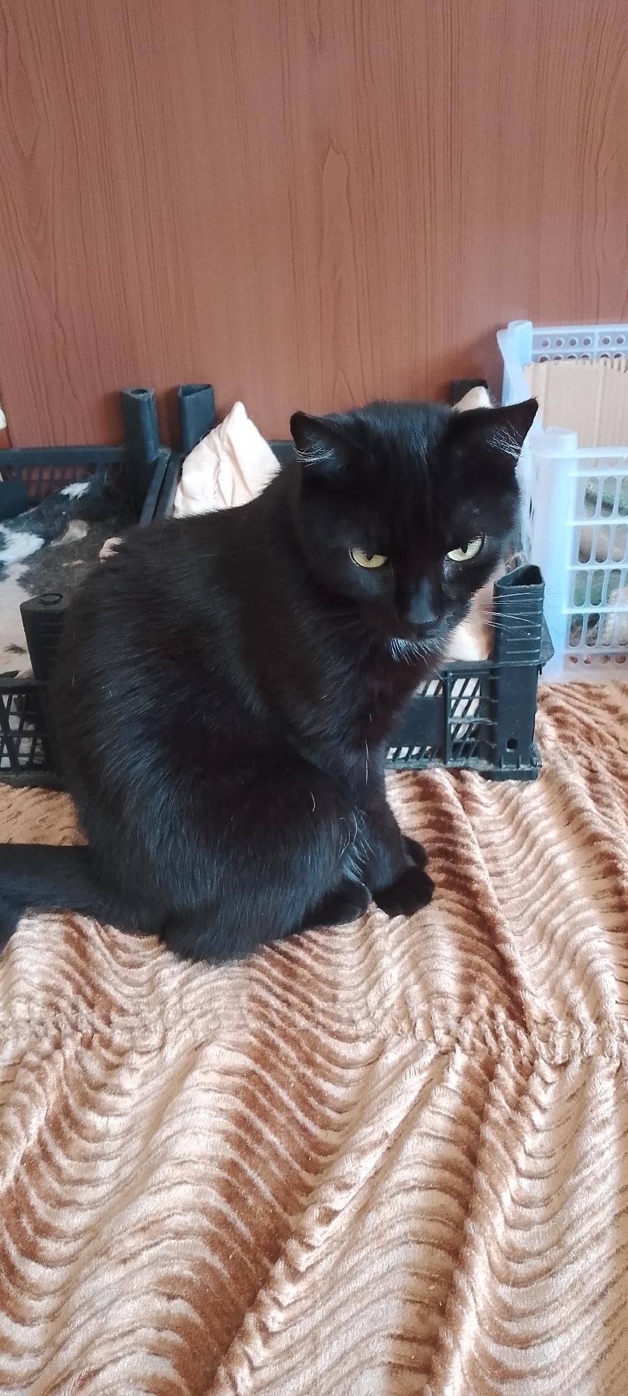 An indoor, eye-level, vertical shot shows a black cat sitting on a brown, wavy blanket. The cat is facing the viewer with its head tilted down, and its yellow eyes are looking at the camera. The cat is sitting in a black plastic crate, which is partially obscured by the cat's body. Behind the cat, a wooden wall is visible. To the right of the cat, there are several plastic containers and a cardboard box. The scene is likely in an apartment in Belgorod, Russia.