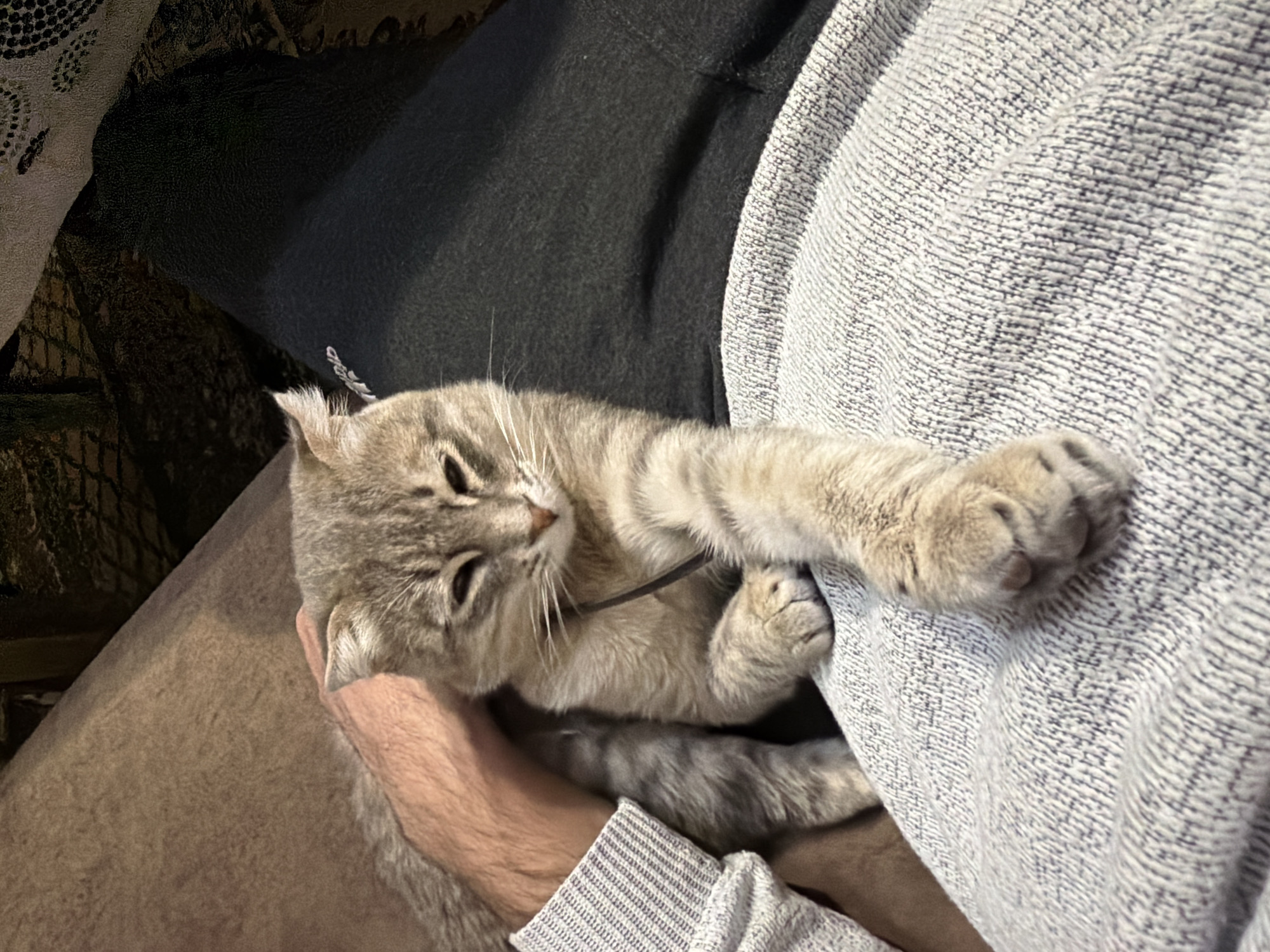 A grey and tan tabby cat rests on a person's lap, its paws gripping a grey sweater. The cat is facing left, with its head near the person's hand. The person is wearing a grey long-sleeved shirt. There is a dark-colored cushion or object in the background. The image was not taken in Novxanı, Azerbaijan.