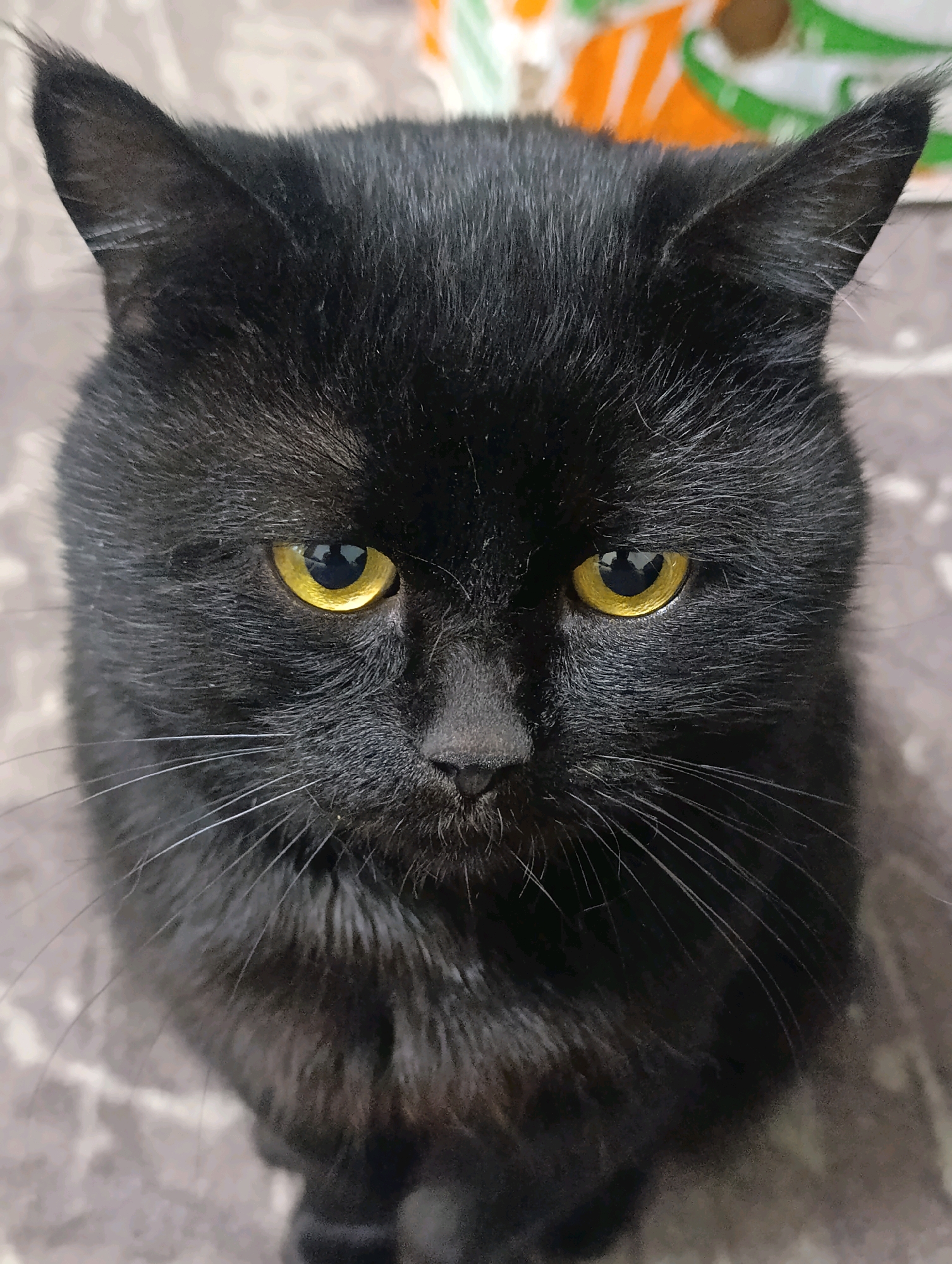This is a close-up, portrait-style photograph of a black cat. The cat is looking directly at the camera with intense, bright yellow eyes. Its fur is uniformly black, and its ears are pointed. The background is a textured surface, possibly a blanket or rug, with a blurred, out-of-focus area in the upper right corner showing hints of orange and green. There is no discernible location in the city of Zlatopil, Ukraine, or any other specific environment. The image focuses solely on the cat's face.