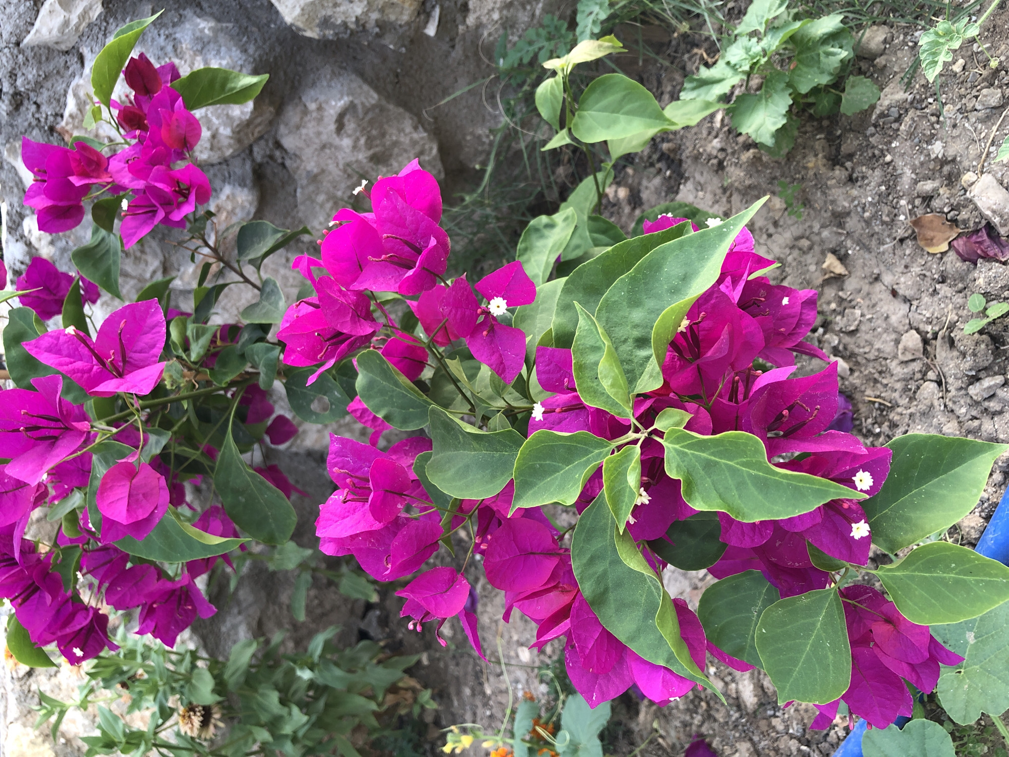 A close-up, eye-level shot depicts a cluster of vibrant fuchsia bougainvillea flowers with green leaves against a backdrop of rough-hewn grey stone wall and dry, cracked soil. The flowers are the dominant element, with some small white blossoms peeking out from the colorful bracts. In the background, other green foliage and a dried flower head are visible. A blue hose is partially visible in the bottom left corner. The scene appears to be an outdoor setting, possibly a garden or a pathway, in Karaburun, Turkey.
