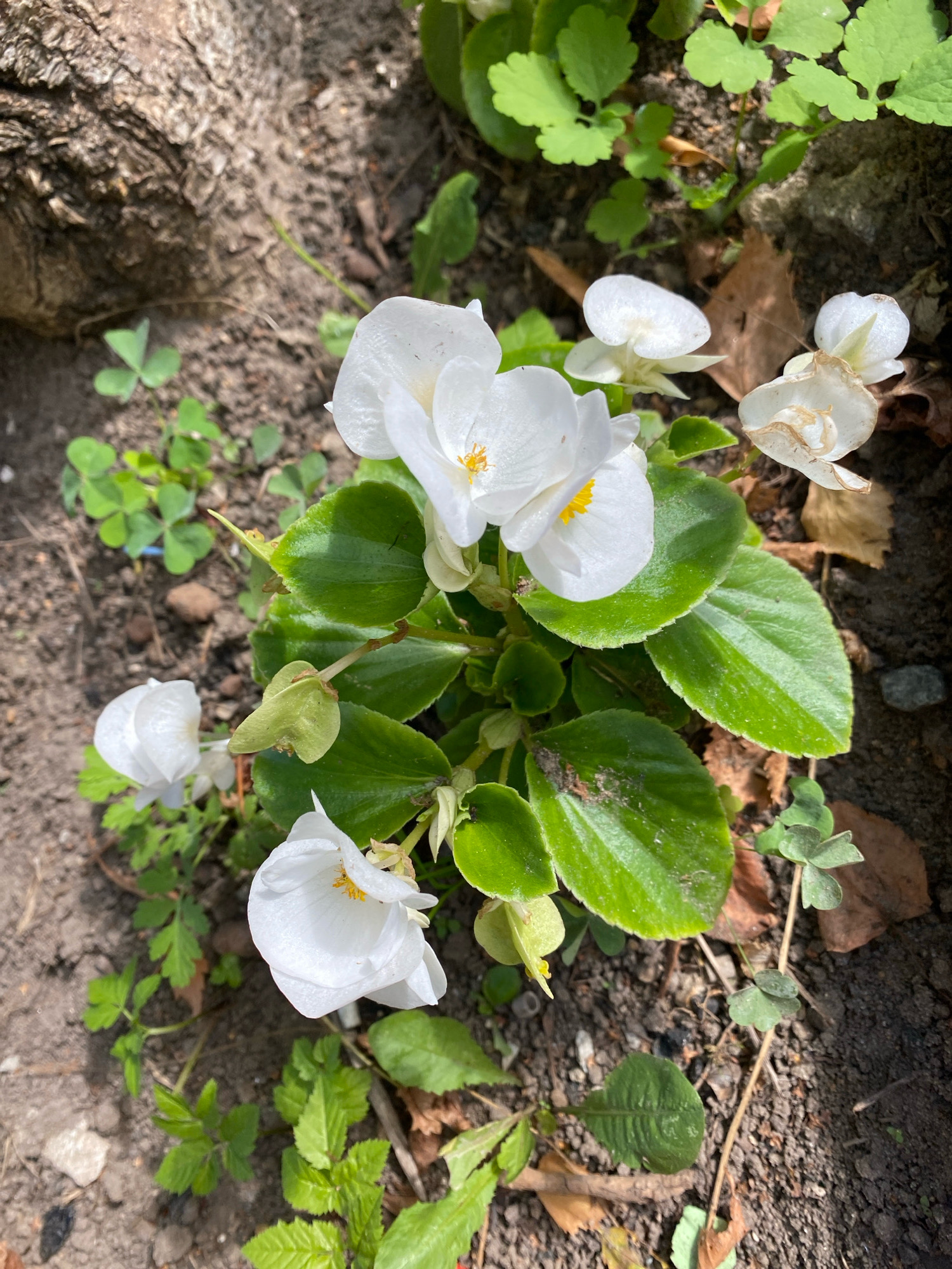 The image depicts a close-up view of white begonia flowers with green leaves growing in soil. The background includes a rough, textured tree trunk on the left, with scattered brown leaves and small green plants in the soil. The lighting suggests an outdoor setting, likely in the city of Ivanteyevka, Russia, with sunlight creating shadows and highlighting the textures of the plants and ground. There are no people or visible actions taking place.