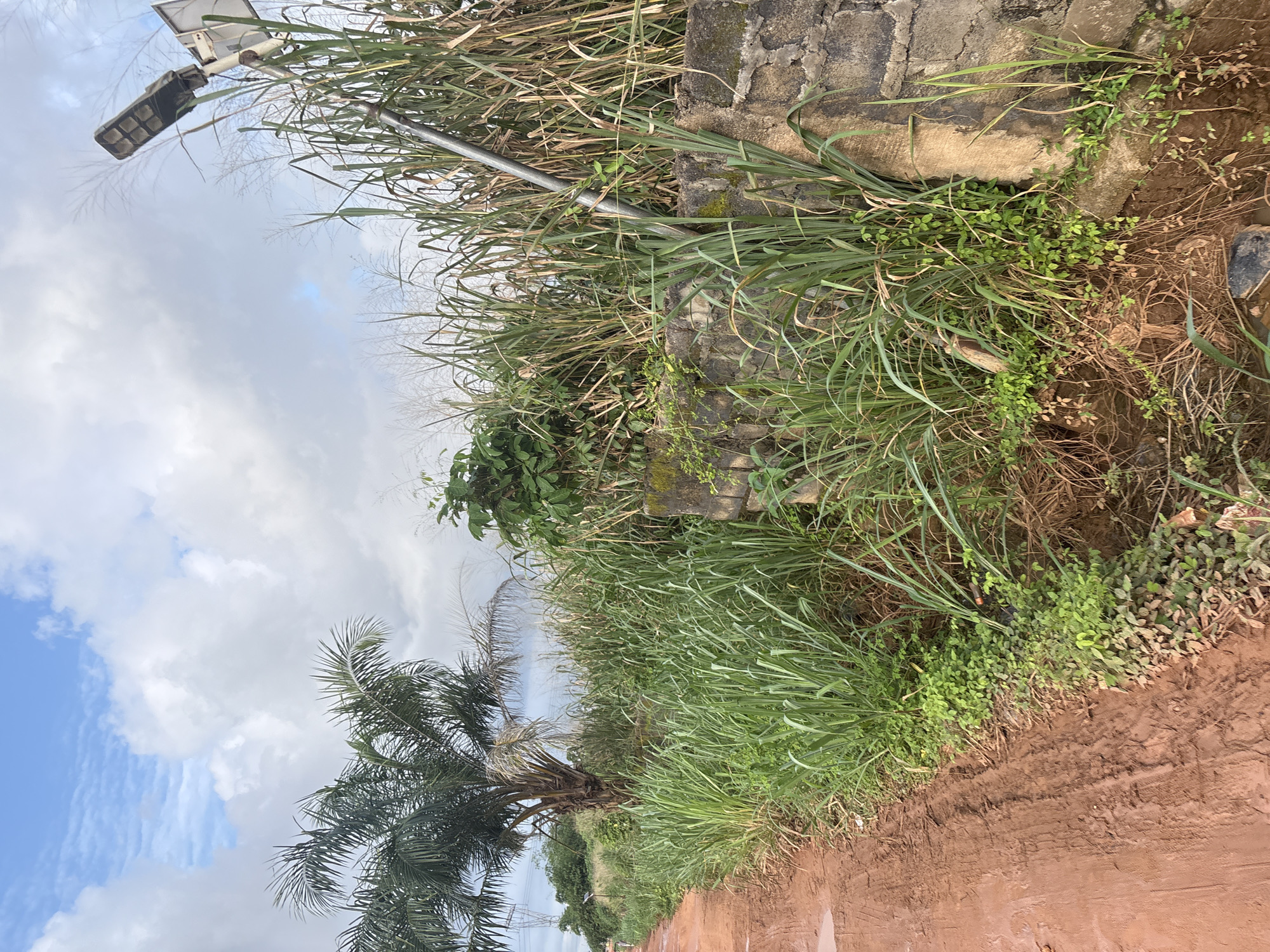 A dirt road, likely in Obosi, Nigeria, runs along the left side of the frame. The road surface appears wet in places, with tire tracks visible. A thick growth of tall green grass lines the right side of the road, forming a dense wall of vegetation. Interspersed within the grass are parts of a decaying stone wall, partially covered in moss. A weathered metal pole, likely part of a street lamp, extends upwards from behind the wall and through the foliage. In the background, a palm tree stands prominently on the left, with a transmission tower visible further in the distance. The sky above is partly cloudy, with a mix of white cumulus clouds and some scattered blue sky. The overall impression is of an overgrown, somewhat neglected roadside area in a tropical or sub-tropical climate.