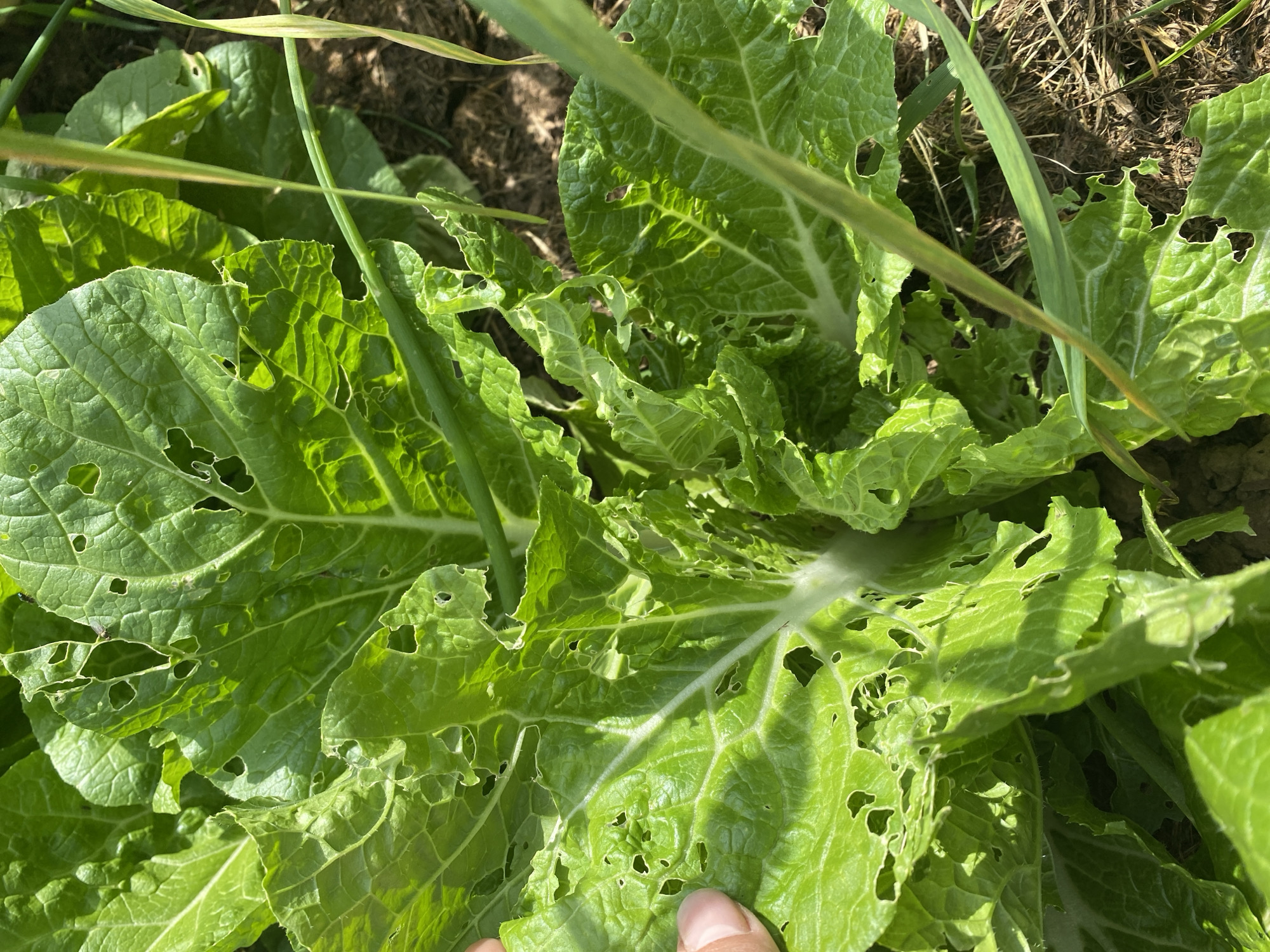 A close-up, high-angle shot shows the leaves of a plant, likely a leafy green vegetable, in an outdoor setting. The leaves are bright green and appear to be somewhat damaged, with numerous irregular holes scattered across their surfaces, indicating pest activity. Sunlight casts shadows and highlights on the leaves, emphasizing their texture and the damage. A person's thumb and forefinger are visible on the left side of the frame, gently touching one of the leaves. In the background, dry soil and some thin, green stalks of other plants are visible, suggesting an agricultural or garden environment.