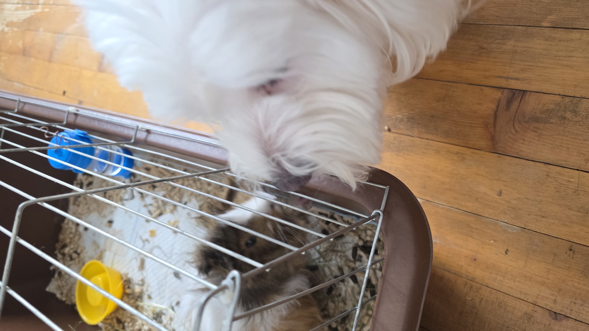 A white, long-haired dog peers into a cage on a wooden floor. The cage is brown with metal bars and contains a guinea pig with brown and white fur. There is a blue water bottle and a yellow food bowl in the cage. The location is unknown and cannot be determined from the image.