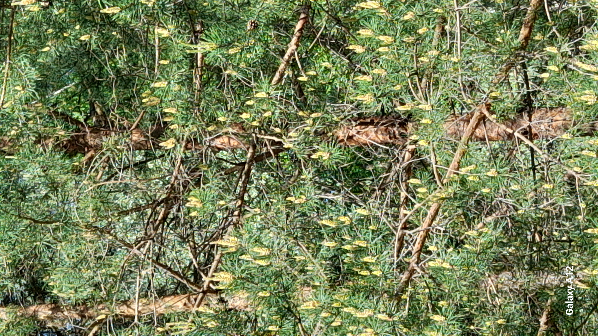 The image shows a close-up of a tree branch with many green needles and small yellow buds. The background is a blur of green foliage. The location is Марковский, Russia.