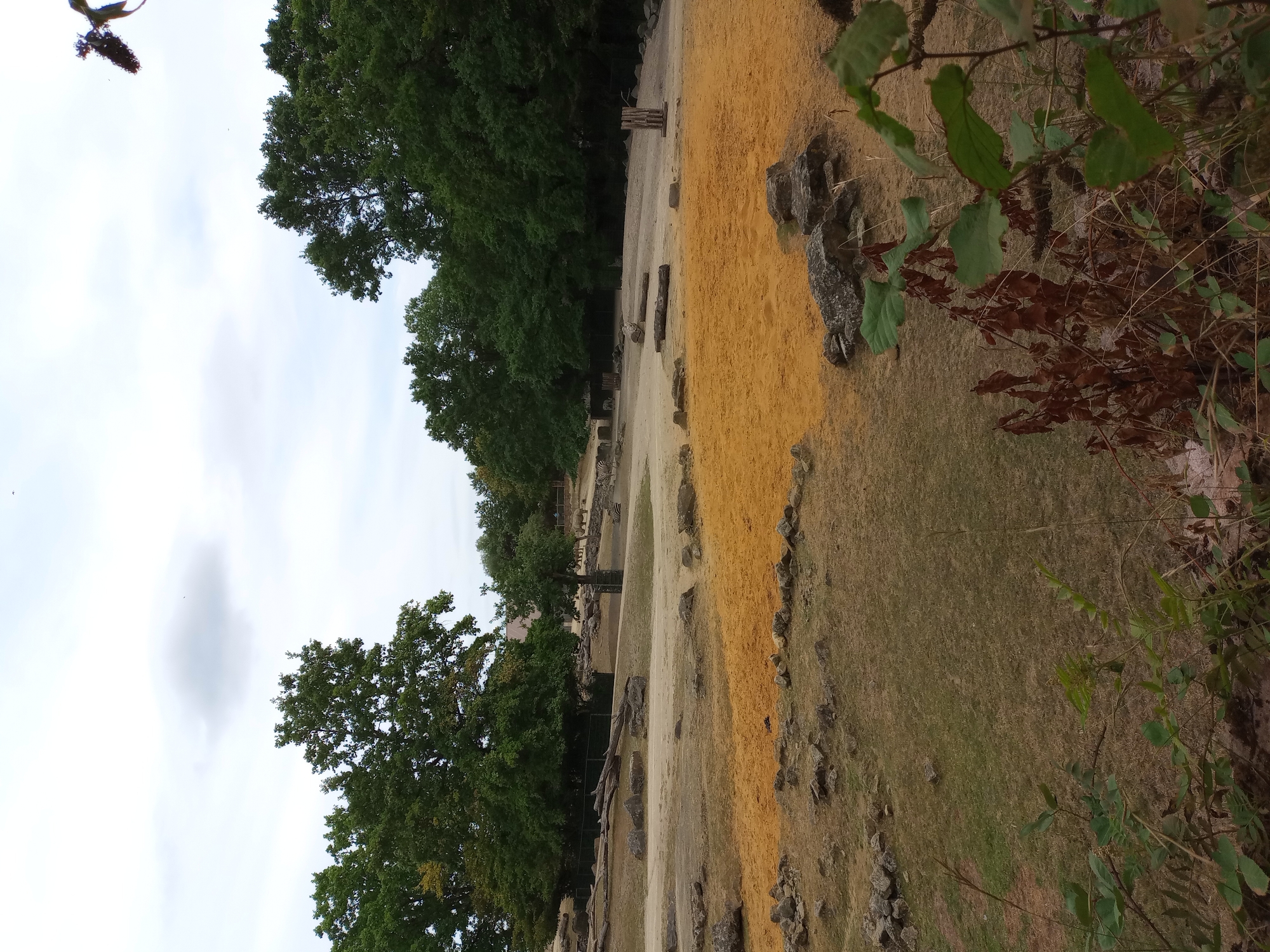 The image depicts an outdoor zoo enclosure with a dry, sandy terrain and sparse vegetation. In the background, a line of trees forms a dense green barrier under a cloudy sky. The enclosure contains several large rocks and some fallen logs, scattered across the sandy ground. In the mid-ground, there is a patch of orange-colored sand or dirt, contrasting with the lighter beige of the surrounding area. Further back, several animals are visible, including what appear to be zebras and rhinos, indicating this is likely an exhibit for African fauna. A black metal fence is also visible in the background, separating the enclosure from a wooded area. In the foreground, there are some dried leaves and green foliage, suggesting the edge of a viewing area or naturalistic landscaping. The overall impression is that of a zoo environment designed to mimic a natural habitat. Based on the presence of zebras and rhinos, this enclosure could be located in the zoological garden of Gelsenkirchen, Germany, which is known for its diverse animal collection.