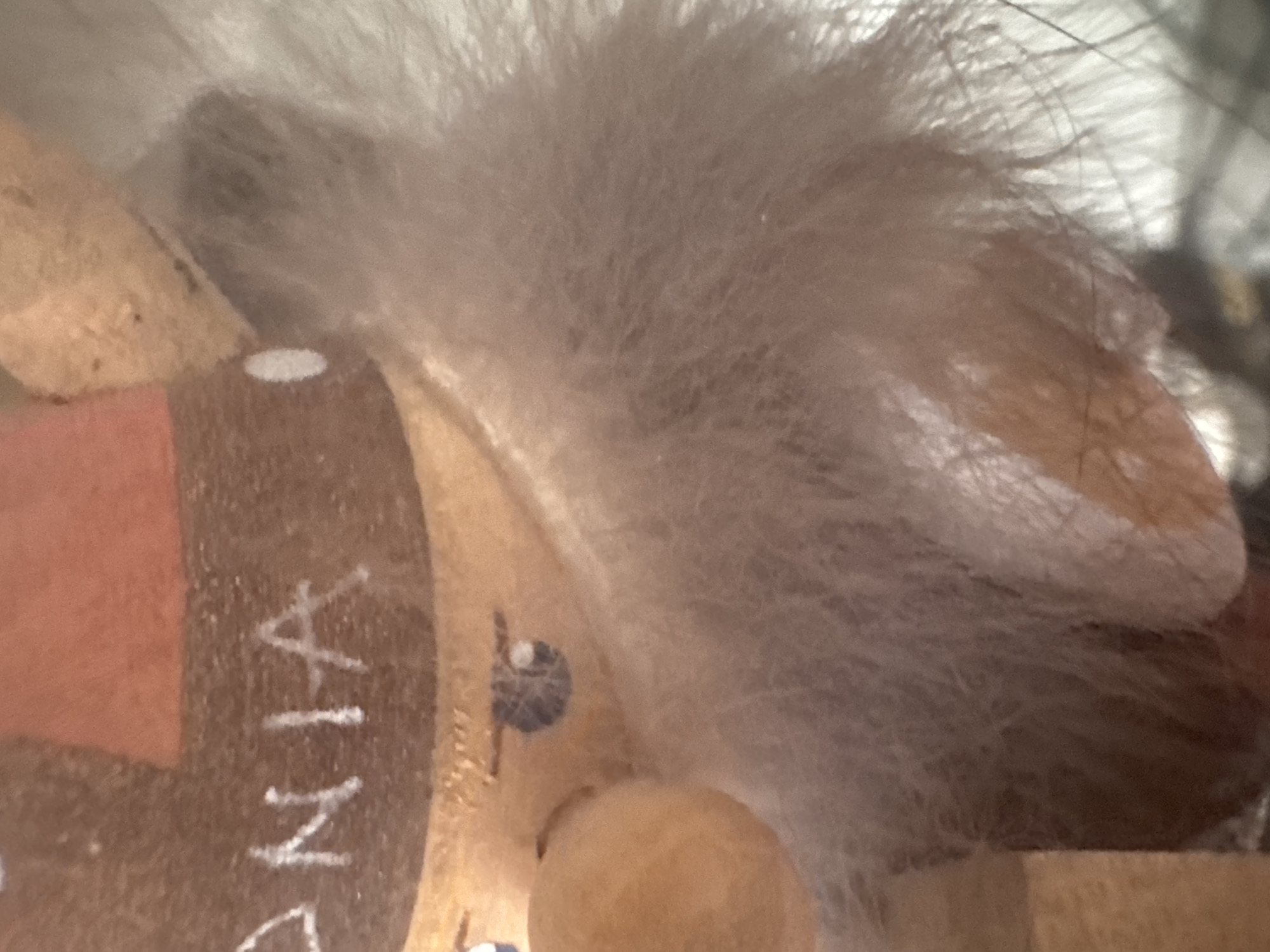 A close-up shot depicts the head and part of the mane of a wooden toy horse. The horse's head is partially brown, with a lighter orange portion. White lettering is visible on the brown area, reading "SANTA" vertically. The horse has a round, light-colored nose and a painted blue eye. The mane is white and fluffy. The location is not identifiable from the image.