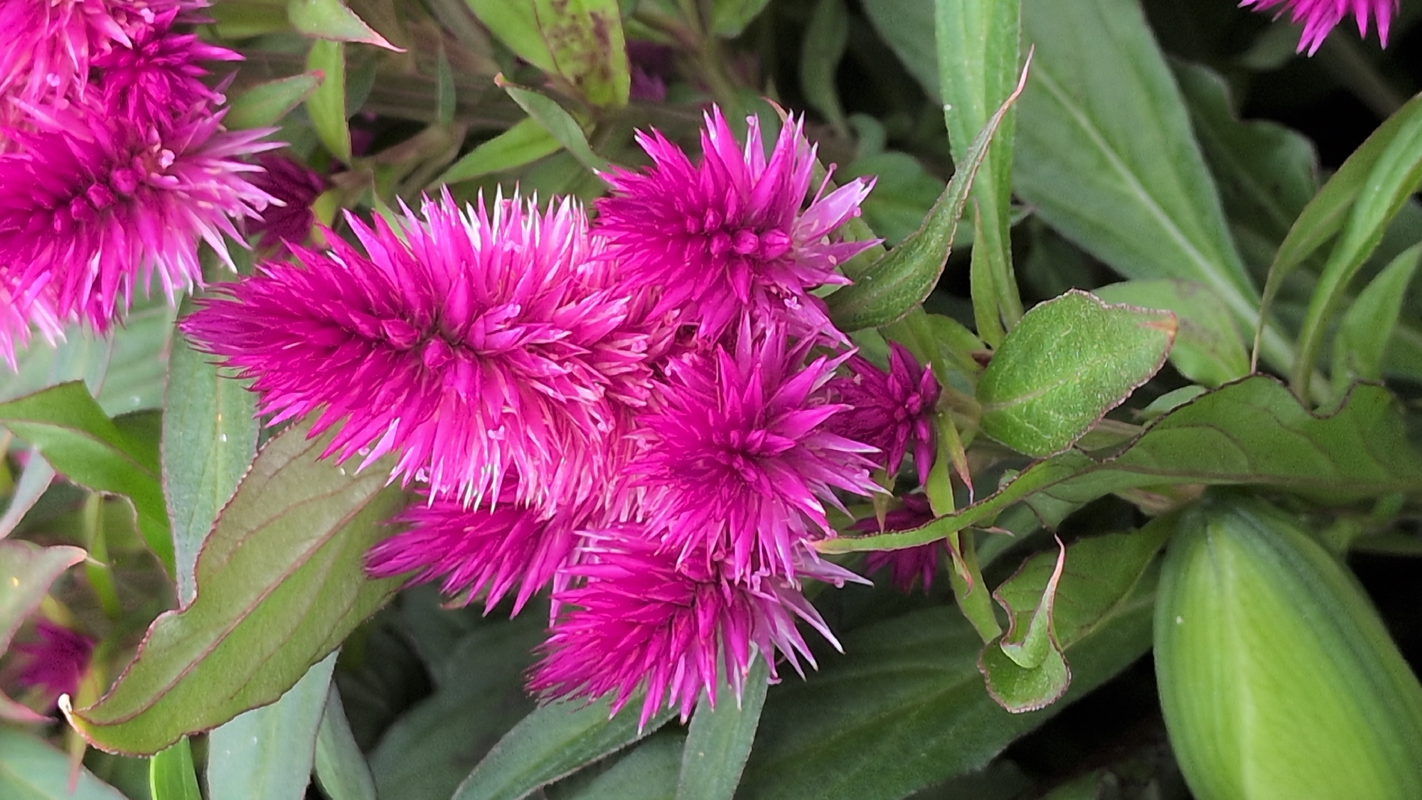 The image shows a close-up of several vibrant pink, feathery flowers, likely celosia, in full bloom. The flowers are arranged in clusters, with their spiky petals radiating outwards. Lush green leaves and stems form the background, creating a soft focus effect that emphasizes the texture and color of the blooms. The lighting is soft and diffused, highlighting the delicate details of the petals. The scene appears to be an outdoor garden setting, with the plants thriving in natural light. The image is captured from a slightly upward angle, looking into the heart of the floral display. There are no people, animals, or man-made objects visible in the frame. The specific location in Kölleda, Germany, is not identifiable from the visual information provided in the image itself.