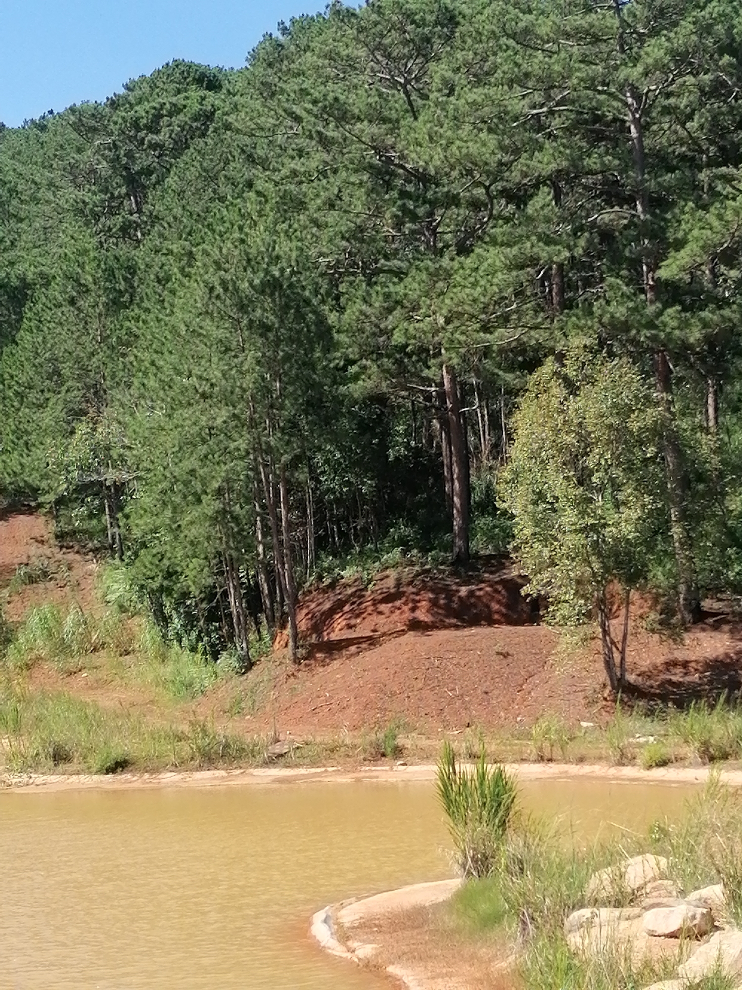 A still, tan-colored body of water fills the foreground of the image, with its surface gently rippling. The water's edge is lined with sand and rocks, with tufts of green grass and a small bush growing along the bank. In the middle ground, a steep, reddish-brown embankment slopes upward, covered in a thin layer of mulch or wood chips. A lone, leafy green tree stands on this embankment, its branches reaching outwards. Behind this, a dense forest of tall, slender pine trees dominates the background, their green needles creating a thick canopy that stretches to the horizon. The sky above is a clear, bright blue. The scene depicts a natural landscape likely located in the outskirts of Da Lat, Vietnam, known for its pine forests and hilly terrain.
