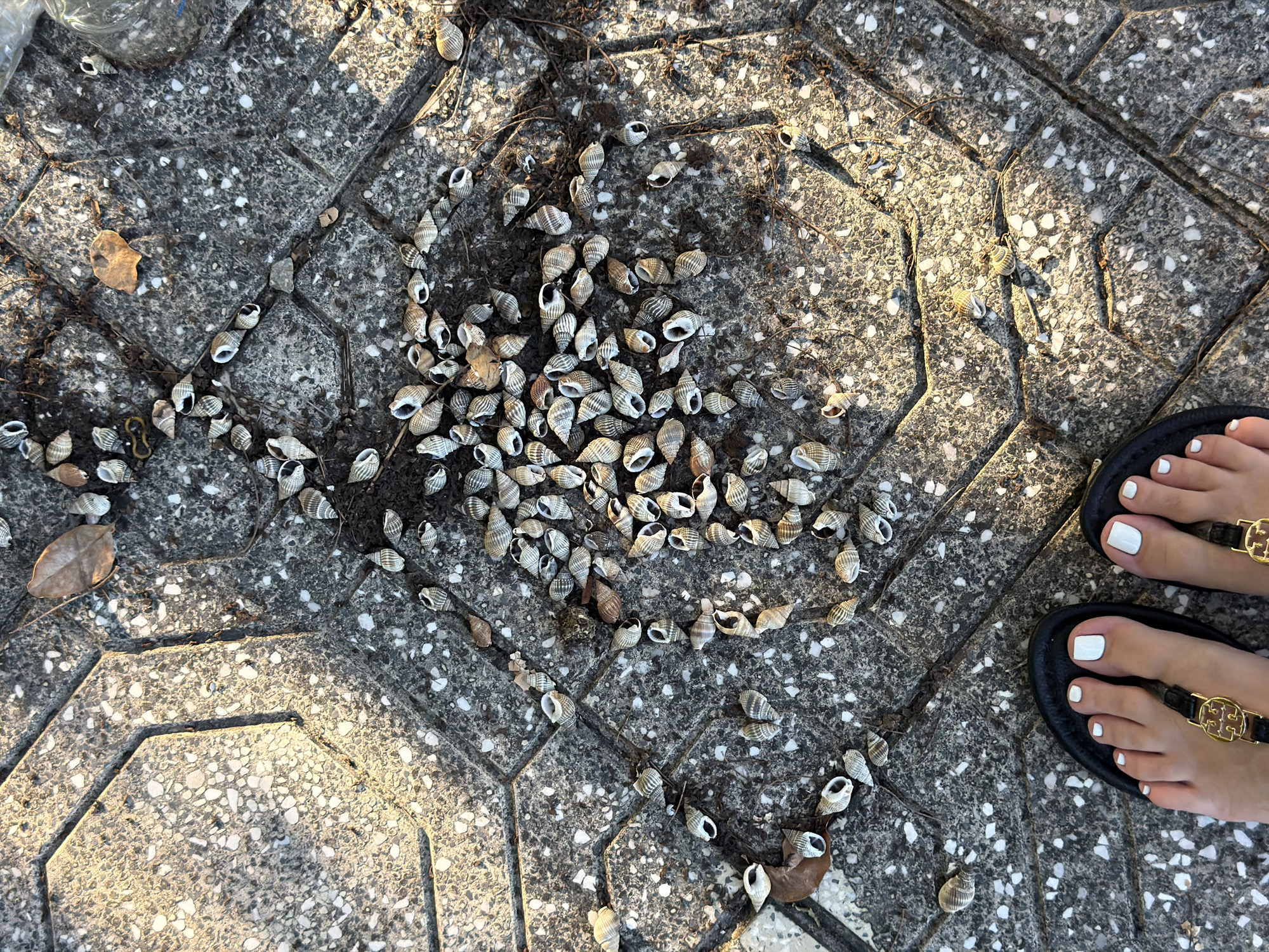 A high-angle, full shot captures a cluster of small, empty seashells scattered on a grey, textured paving stone surface. The paving stones are laid in an interlocking hexagonal pattern, with visible dark grout lines. Sunlight casts distinct shadows across the stones, highlighting their uneven texture. Among the shells, a few dry brown leaves and some dark, twig-like debris are also present. In the lower portion of the frame, the feet of a person wearing black sandals with gold embellishments are visible, their toenails painted white. The image is likely taken outdoors in a public area, potentially a walkway or plaza. The location is specified as Cam Lam, Vietnam.