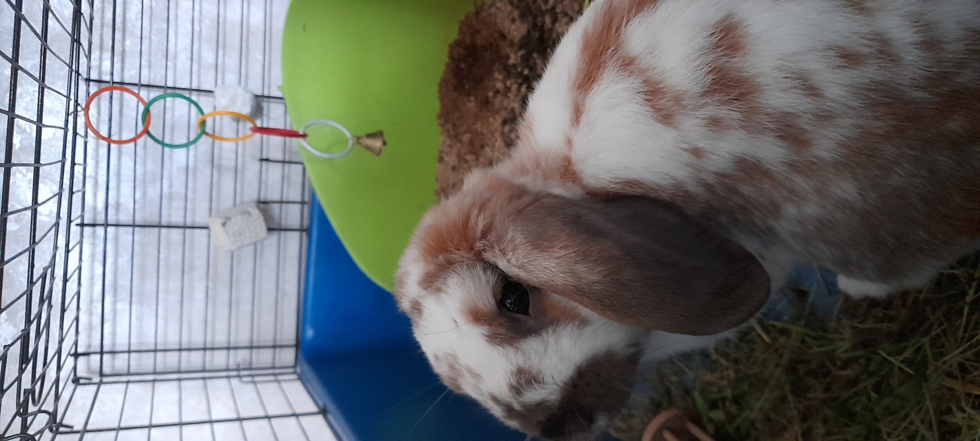 An overhead shot shows a lop-eared rabbit with brown and white fur inside a wire cage. The rabbit is facing left, with its head tilted down. The cage floor is covered in wood shavings, and there is a blue plastic liner on the left side of the cage. A green plastic hideaway is on the right side of the cage. A toy hanging from the cage ceiling consists of three colored rings and a small bell. The background appears to be a white wall.