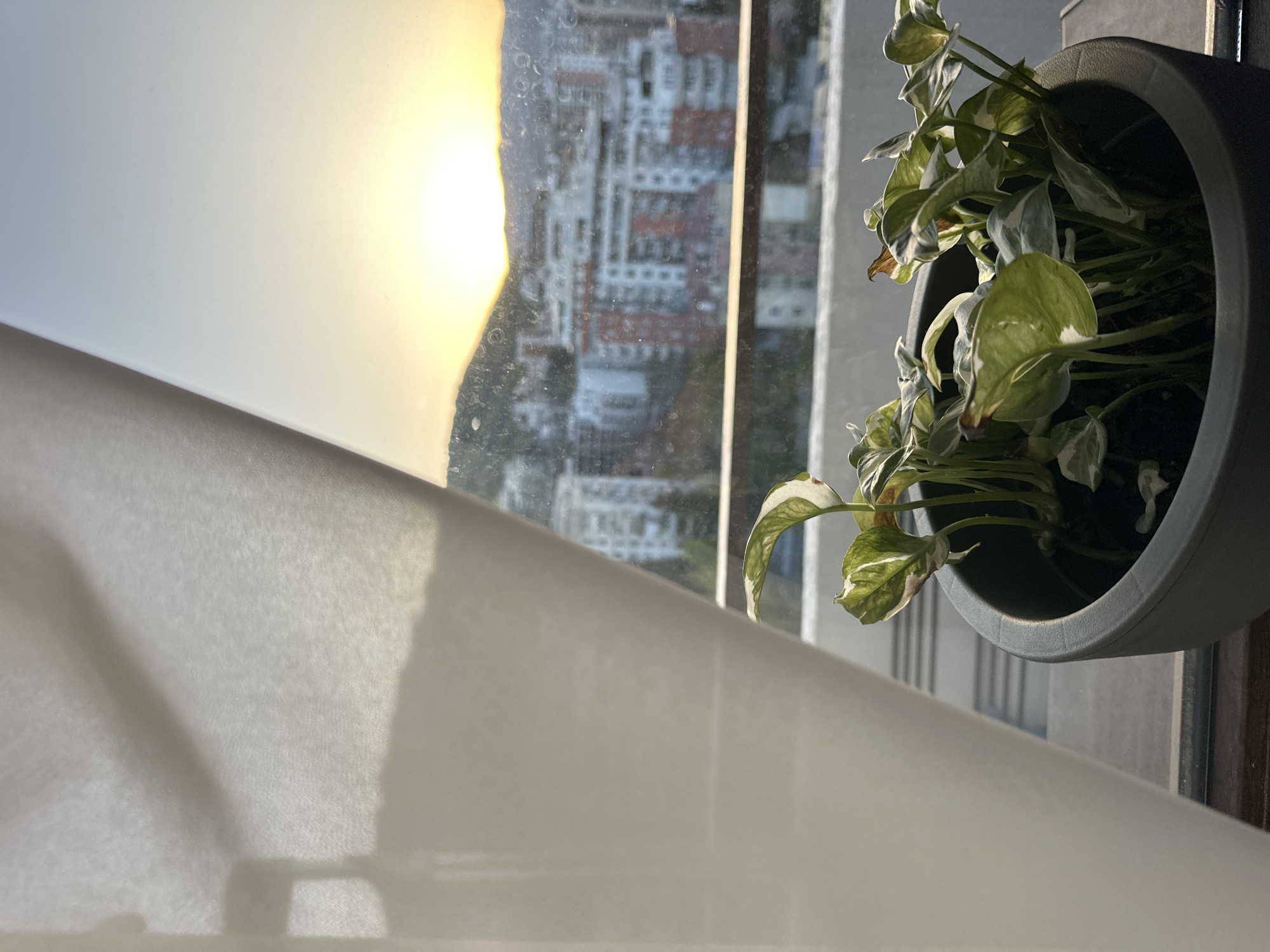 A sunlit window provides a view of a cityscape. The window is partially covered by a white curtain that takes up the left side of the image. Visible through the window are buildings with red-tiled roofs, suggestive of Tbilisi, Georgia. The window glass appears to be slightly dirty or speckled. To the right, a potted plant sits on the window sill, adding a touch of greenery to the scene. The light from the sun makes the surrounding area appear to be bright.