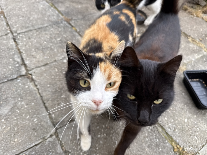 In the city of Pirne, Bulgaria, an outdoor scene features multiple domestic cats on a grey concrete paver surface. Two cats are positioned in the immediate foreground, facing the observer. The cat on the left is a calico, exhibiting a white face with prominent white whiskers, greenish-yellow eyes, and patches of black and orange fur on its head and body. Adjacent to it on the right is a solid black cat with greenish-yellow eyes that appear partially narrowed; its head is in close proximity to the calico cat's head. In the blurred background, at least one additional cat with black and white markings is partially visible. To the right of the foreground subjects, a black plastic container, consistent with a feeding dish, rests on the pavers and contains dark granular material. The concrete paver surface shows evidence of cracks and wear.