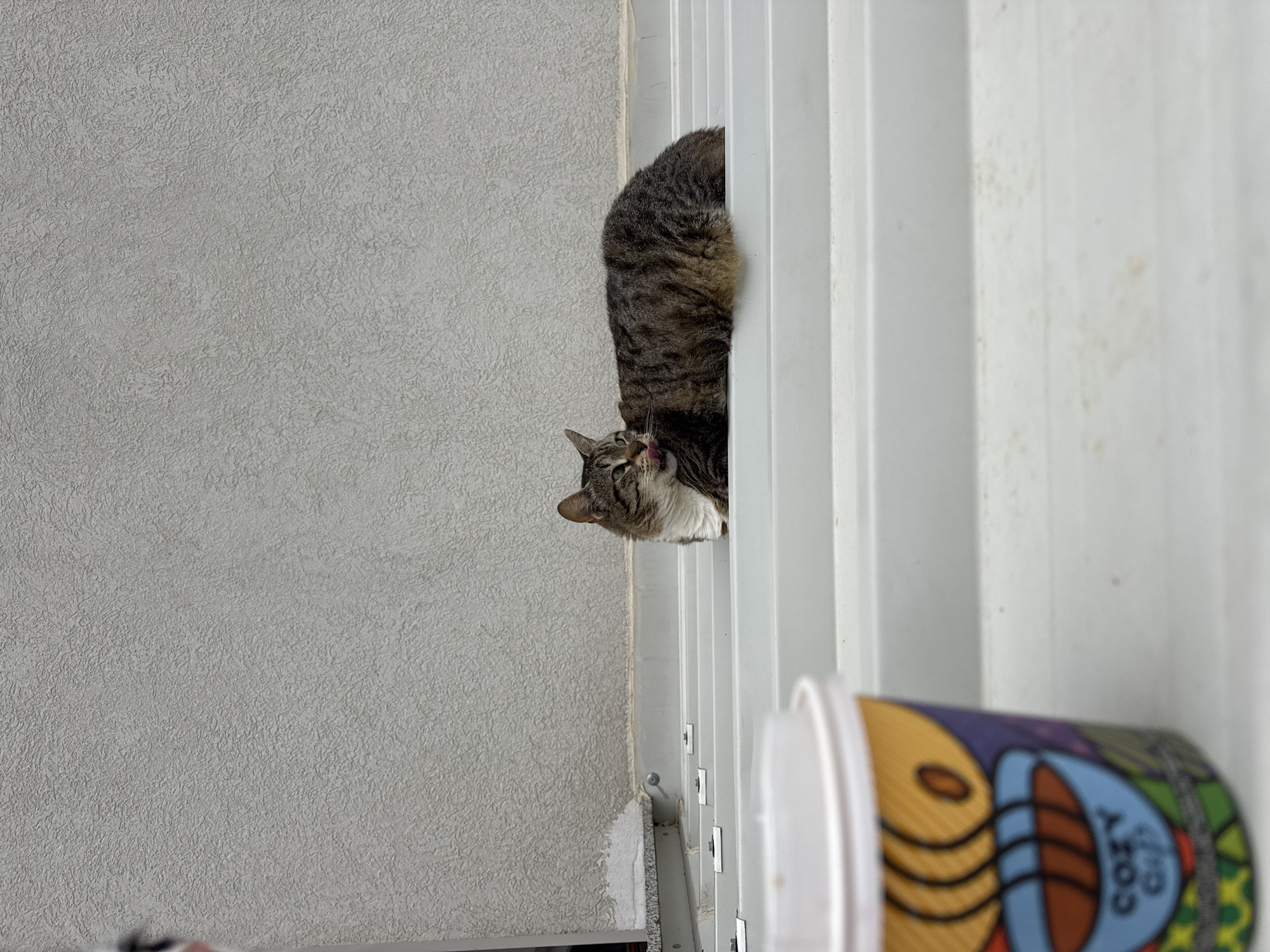 A cat is seen peering down from a white, vertically-paneled structure adjacent to a textured, gray wall. A cup, partially visible, rests at the bottom of the structure. The cup features a colorful design and the text "COZY CUPS." The location is Budva, Montenegro.