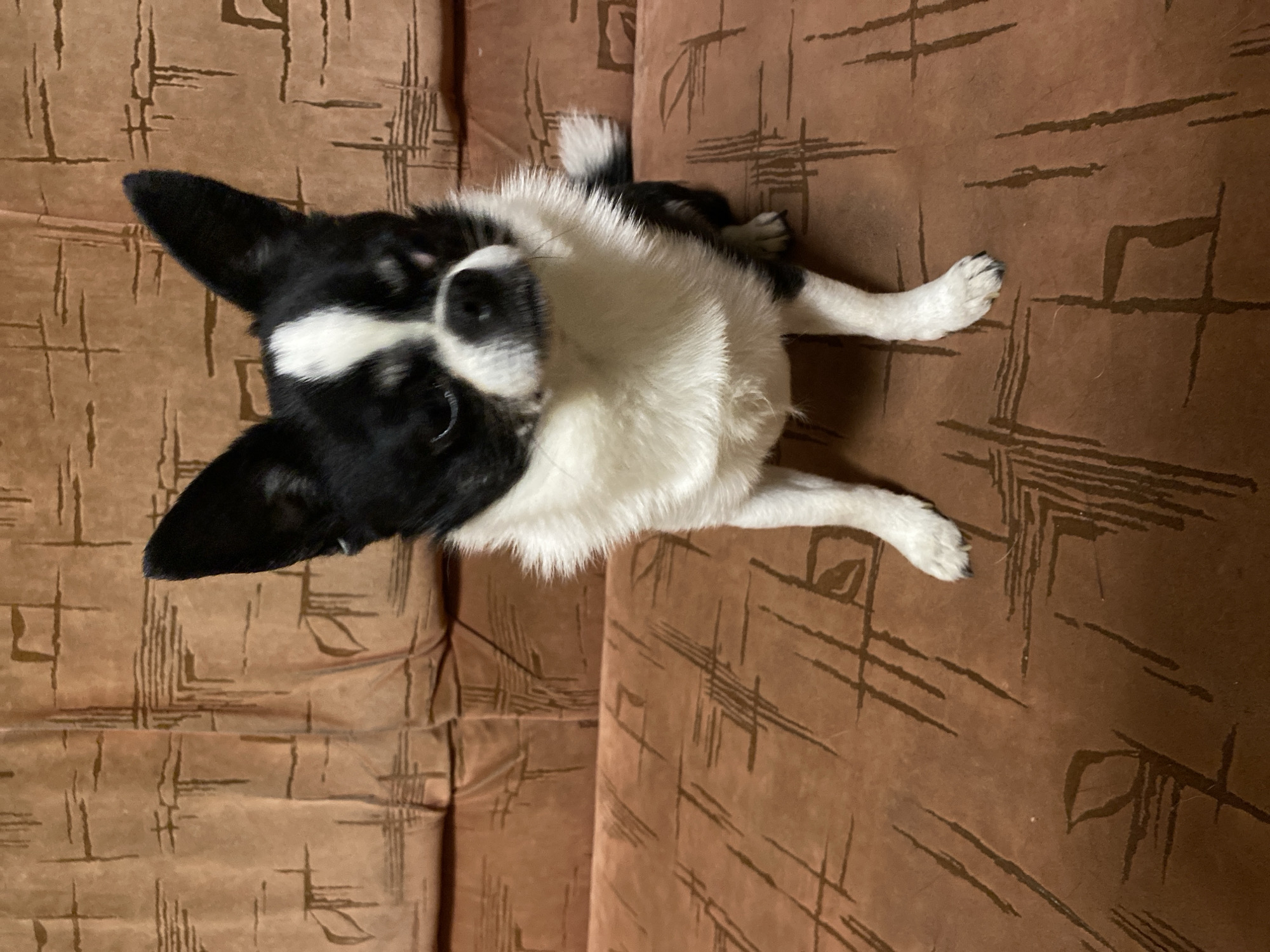 A black and white chihuahua dog sits on a brown couch with a patterned fabric. The dog has black ears and markings on its face, with a white blaze on its forehead and chest. Its eyes are partially closed, and it is looking towards the right of the frame. The couch upholstery has a geometric pattern in a darker brown. The lighting is dim, casting soft shadows.