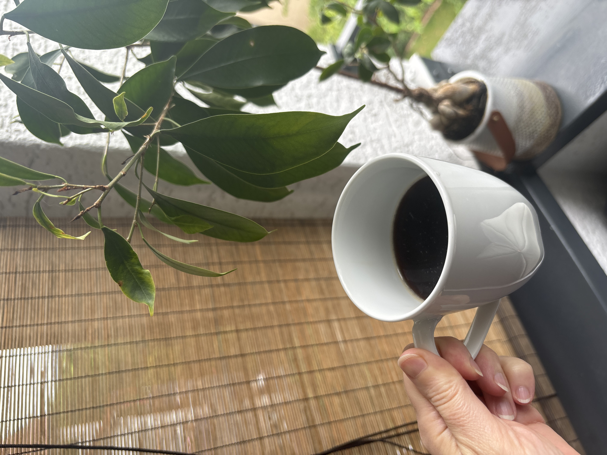 A person's hand holds a white mug of dark coffee. The mug has a delicate leaf design etched into its side. In the background, a bamboo blind casts linear shadows. To the right of the mug, a potted plant with lush green leaves and exposed roots sits on a ledge. The plant is positioned near a textured white wall. The overall scene suggests a tranquil moment on a balcony or near a window.