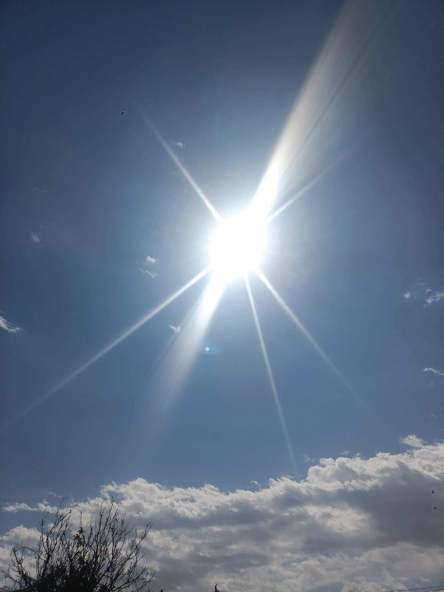 A bright sun shines in a clear blue sky, creating strong light rays that extend across the frame. A few wispy clouds are scattered in the upper portion of the sky, while a larger, denser band of clouds runs along the bottom third of the image. In the foreground, silhouetted against the clouds and sky, is a dark, leafless tree with intricate branches. Two small birds are visible in flight near the bottom right of the frame, and another is seen in the upper left. The overall scene depicts a sunny day with dramatic lighting from the sun.