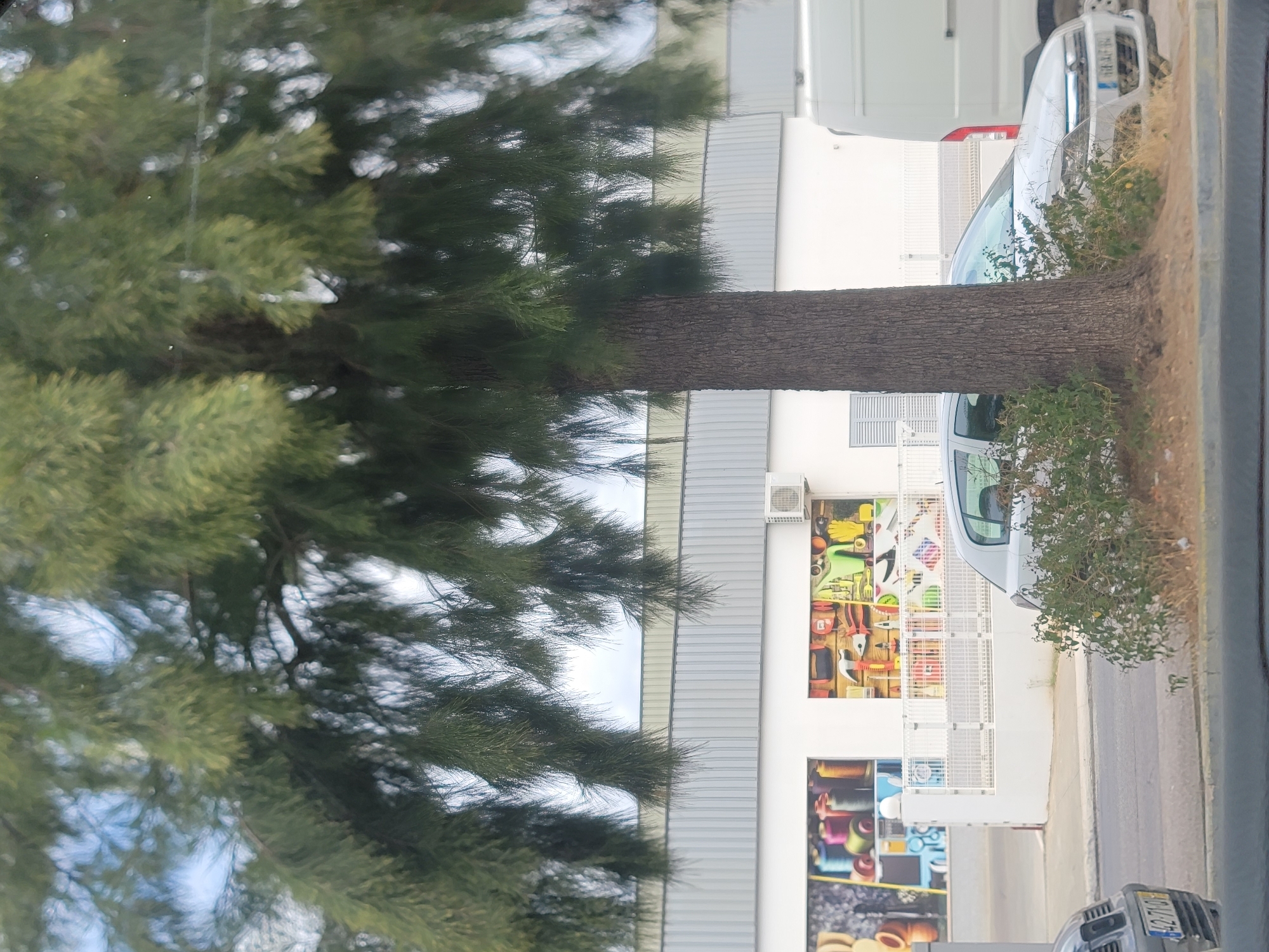 In Loulé, Portugal, a brown-barked evergreen tree with dense green foliage stands prominently in the foreground, its branches extending over a street. Behind the tree, a modern white building with a corrugated metal roof is visible. The building features large mural advertisements on its lower section, one depicting spools of colorful thread and another showcasing various tools like hammers, wrenches, and gloves. An air conditioning unit is mounted on the building's exterior. A white metal fence runs along the front of the building. A silver hatchback car with a license plate ending in "71GH" is parked on the street to the left, and another silver car, partially obscured by the tree, is parked to the right. A white van is parked to the right of the silver car. A small, bushy green plant grows at the base of the tree on the right. The sky above is overcast and appears light blue and grey.