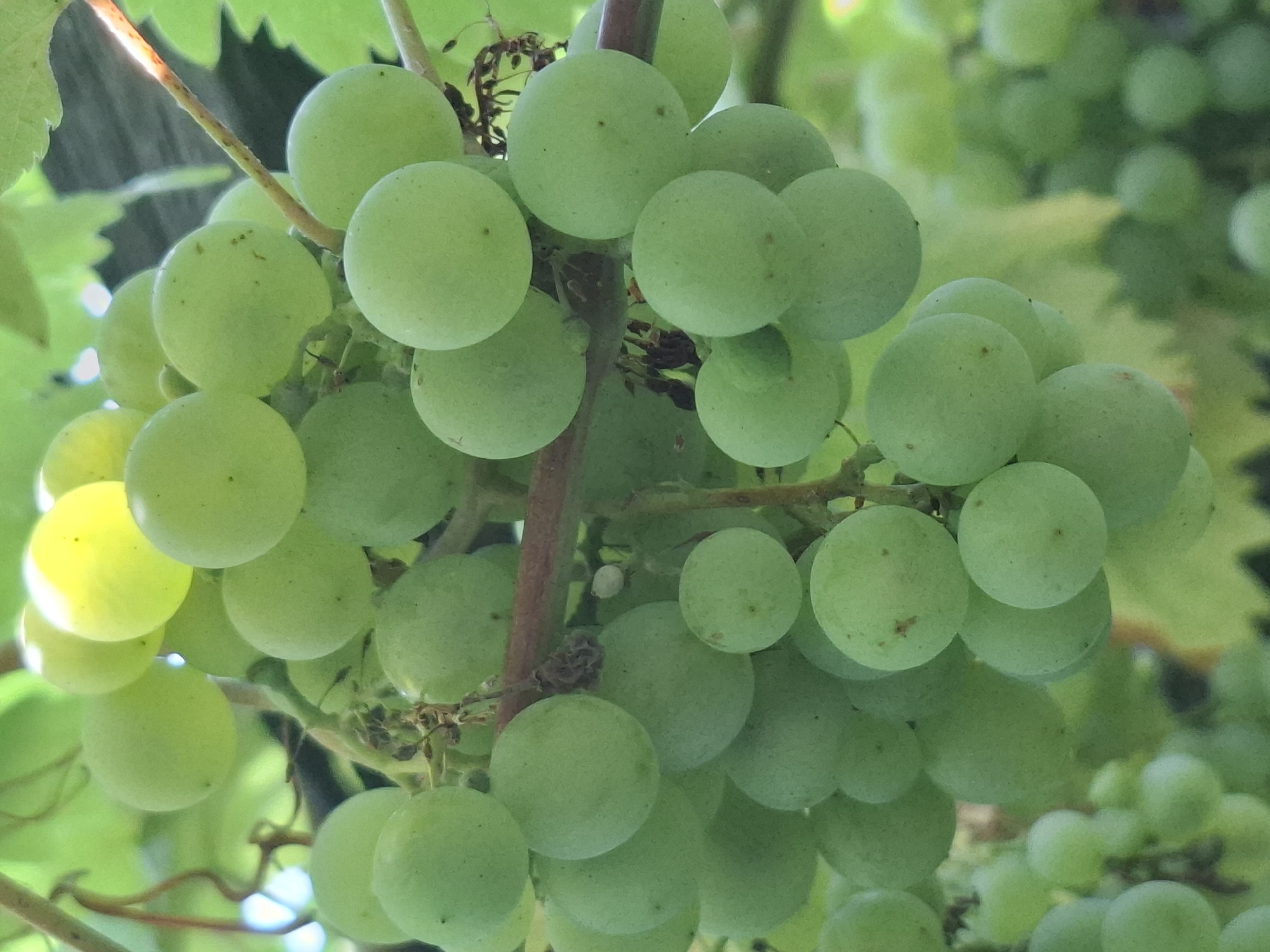 A close-up, vertically oriented photograph captures a cluster of unripe green grapes hanging from a vine. The grapes are round and vary slightly in size, with a matte, powdery surface. The light, likely sunlight filtering through foliage, illuminates some of the grapes, creating bright highlights, particularly on those at the top of the cluster. Green leaves and a thin, brown vine branch are visible in the background and intermingled with the grapes, creating a natural, outdoor setting. The image is focused on the grapes, with the background appearing slightly blurred. There are no people, buildings, or any identifiable landmarks present in the image that would indicate a specific location within the city of Almaty, Kazakhstan.