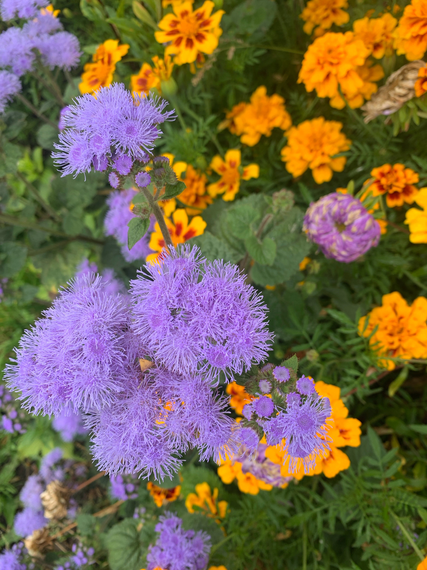 The image shows a close-up view of a flowerbed filled with purple and orange flowers. The foreground is dominated by clusters of fluffy, lavender-colored flowers with thin, spiky petals. Behind them, bright orange marigolds with ruffled petals are scattered throughout the frame. The flowers are set against a backdrop of green foliage. There are no people or animals visible in the image. The scene appears to be an outdoor garden, likely in a public or private space within the city of Novostroika, Russia, given the context provided. The lighting suggests it is daytime.