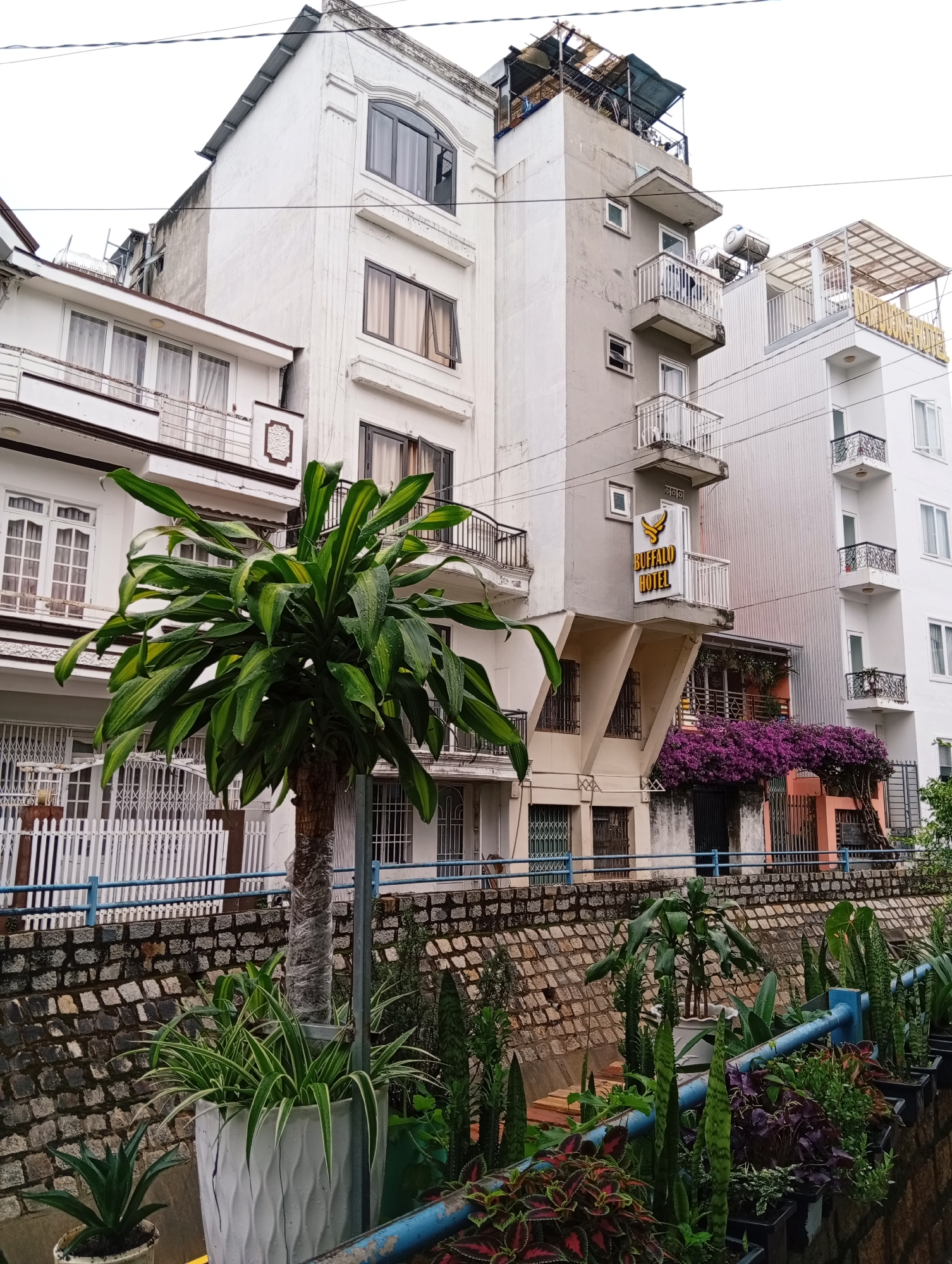 The image depicts a street scene in Da Lat, Vietnam. A stone wall supports a blue railing, behind which are several potted plants of various types. A tree with a wrapped trunk is centered in the foreground. Behind the plants and wall are several buildings, including the "Buffalo Hotel," which has a yellow sign with the hotel's name and a flying eagle emblem. Purple bougainvillea is draped over a section of the building next to the hotel. The architecture of the buildings is varied, with a mix of white and grey facades. Utility wires run across the top of the frame. The weather appears overcast.