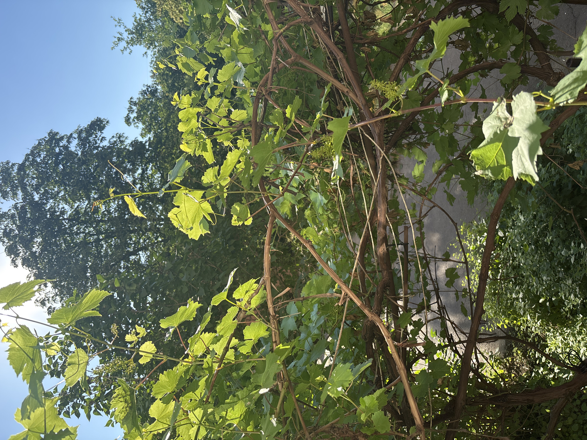 The image depicts a close-up view of grapevines with vibrant green leaves against a backdrop of lush trees and a clear blue sky. The sunlit foliage is illuminated, creating a dappled effect as light filters through the leaves and branches. The grapevines are thick and woody, with some younger tendrils reaching upwards. In the background, a shadowed wall is visible, suggesting an outdoor setting, possibly a backyard or garden in an urban environment, though no specific city or country can be identified from the image alone. The overall impression is one of natural growth and vibrant plant life bathed in sunlight.