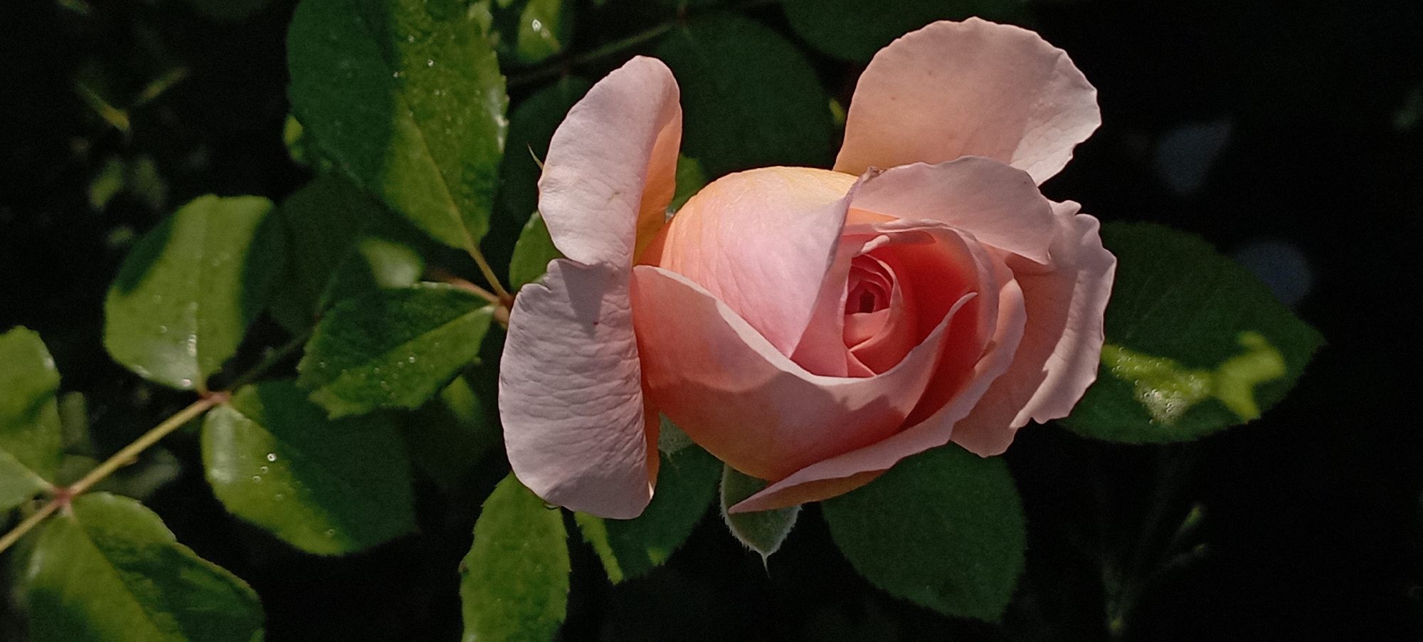 A close-up, vertical shot captures a delicate, light pink rosebud blooming against a dark, out-of-focus background of green leaves. The rose's petals are unfurling, revealing a tighter spiral of inner petals in a richer coral hue. Tiny water droplets glisten on some of the surrounding leaves, suggesting recent dew or rain. The lighting highlights the soft texture and subtle color variations of the rose. The image provides no information about the city of Radisne, Ukraine, or any people present.