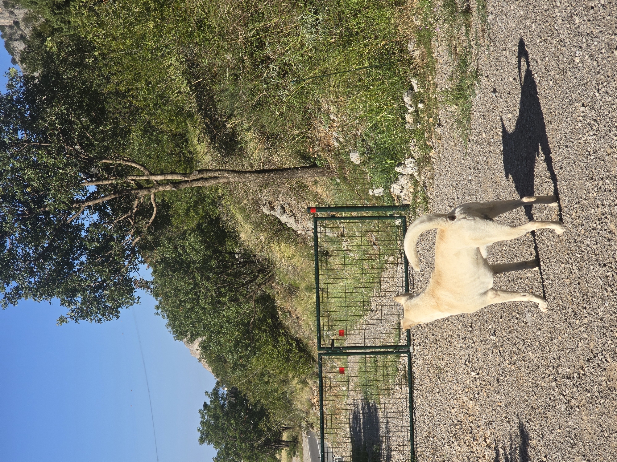 A light-colored dog with its tail curled upwards stands on a gravel path, facing a green metal gate. The gate has two red reflective squares on its doors and is partially open, revealing a path beyond. Behind the gate, a hillside is covered with trees and dense green foliage. A tall, slender tree stands to the left of the gate, its branches reaching towards the bright blue sky. The ground is covered with small, gray pebbles. The scene appears to be in a rural or mountainous area, possibly a park or nature reserve, given the natural surroundings and the presence of a closed gate. The sun casts a long shadow of the dog on the gravel.