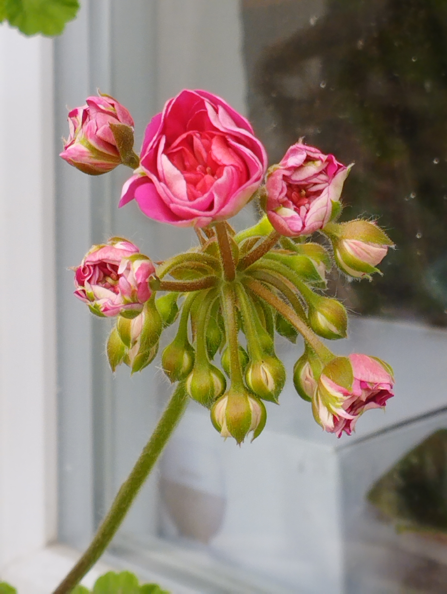 The image shows a close-up view of a cluster of pink geranium flowers and buds against a blurred background. One fully bloomed flower is prominently positioned at the top center, displaying delicate pink petals with some darker pink accents. Several buds are arranged around it, varying in their stage of development. Some buds are tightly closed and green, while others are partially open, revealing hints of pink. The flower stem is green and fuzzy, with visible sepals on the buds. The background is out of focus, with a pale vertical pattern that suggests a window or blinds, and a darker, reflective area that might be glass or a polished surface. There is a hint of green foliage at the top left corner. The overall impression is one of delicate floral beauty and natural light. The location of Hospozín, Czechia is not ascertainable from the visual information provided in the image.