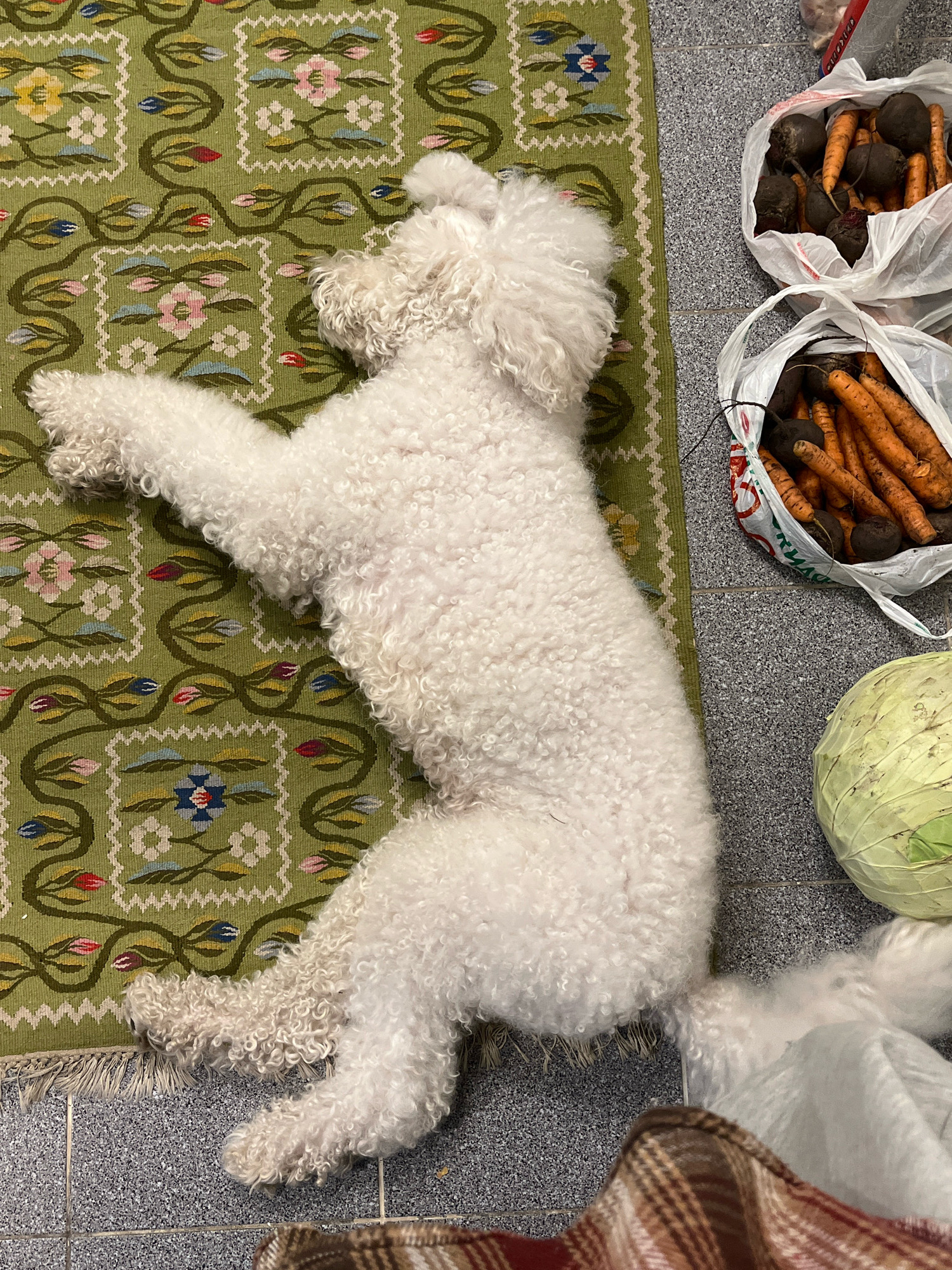The image depicts a white poodle lying on a green rug with a floral pattern, positioned on a gray tiled floor. To the right of the dog are two plastic bags filled with vegetables, specifically carrots and beets. A head of cabbage is also visible next to the bags. The scene appears to be indoors, possibly in a kitchen or pantry area. There are no people visible in the image, and no explicit indications of the city of Krasnoyarsk, Russia are present. The image is a still photograph with no discernible actions or interactions taking place beyond the dog's passive repose.