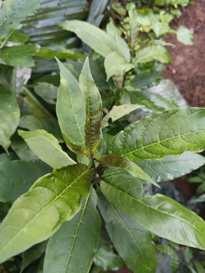 A close-up, high-angle photograph depicts a leafy green plant situated in Mengzi City, China. The central subject is a plant stem featuring multiple ovate to lanceolate leaves, exhibiting varying shades of green. New growth at the apex presents as darker, reddish-brown leaves. Prominent venation is visible on the leaf surfaces. Small water droplets are discernible on several leaves, indicating recent moisture. The background consists of blurred green foliage and dark brown soil or organic matter, consistent with an outdoor, natural environment. No human subjects, animals, or artificial structures are present within the frame. The scene is static, devoid of discernible action or interaction.