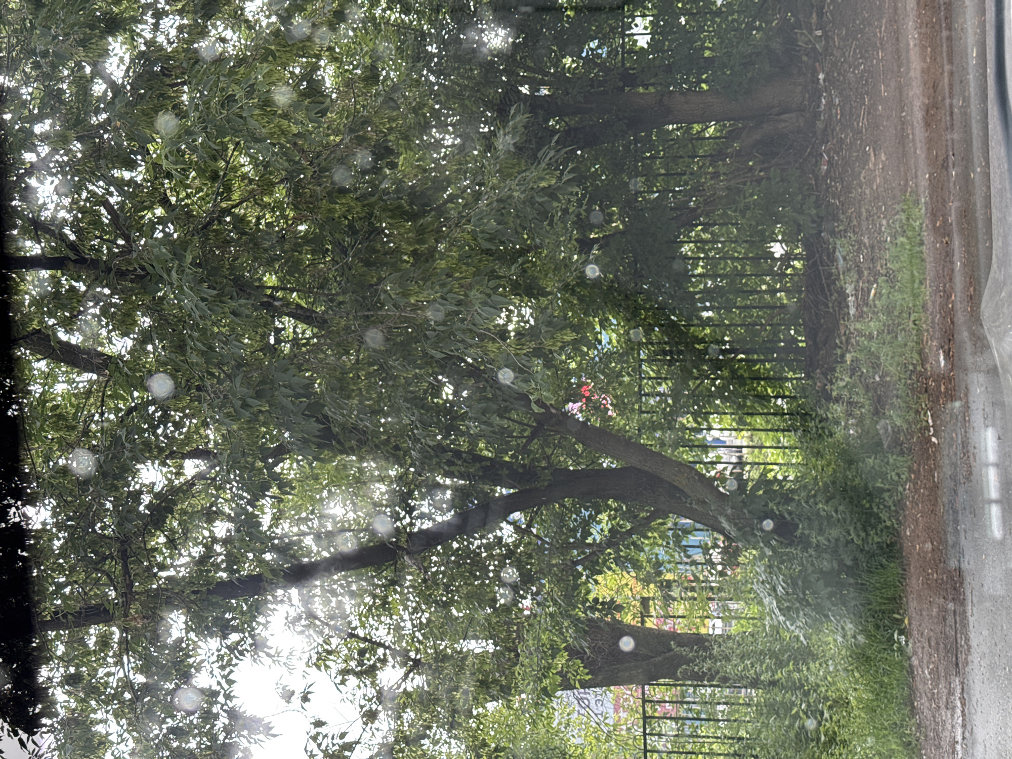 The image depicts a view through a wet window, likely from inside a vehicle, looking out at a natural scene with a fence. In the foreground, the bottom of the image shows the edge of a wet road surface with visible white markings, indicating it is a street.
The main subject is a dense canopy of green trees with some visible seeds or samaras hanging from the branches. Sunlight filters through the leaves, creating bright spots and a hazy effect. Behind the trees, a black metal fence runs horizontally across the mid-ground. Beyond the fence, there is a colorful background, suggesting buildings or murals, with hints of red, yellow, and blue. The ground behind the fence appears to be overgrown with green vegetation. The overall impression is of a slightly overcast day with some moisture on the window.
There are no people visible in the image. The scene appears to be an outdoor environment within a city, possibly a residential or park area, given the presence of trees, a fence, and the background elements.
Without further context or visual cues, it is impossible to definitively determine the specific location within Izhevsk, Russia.
