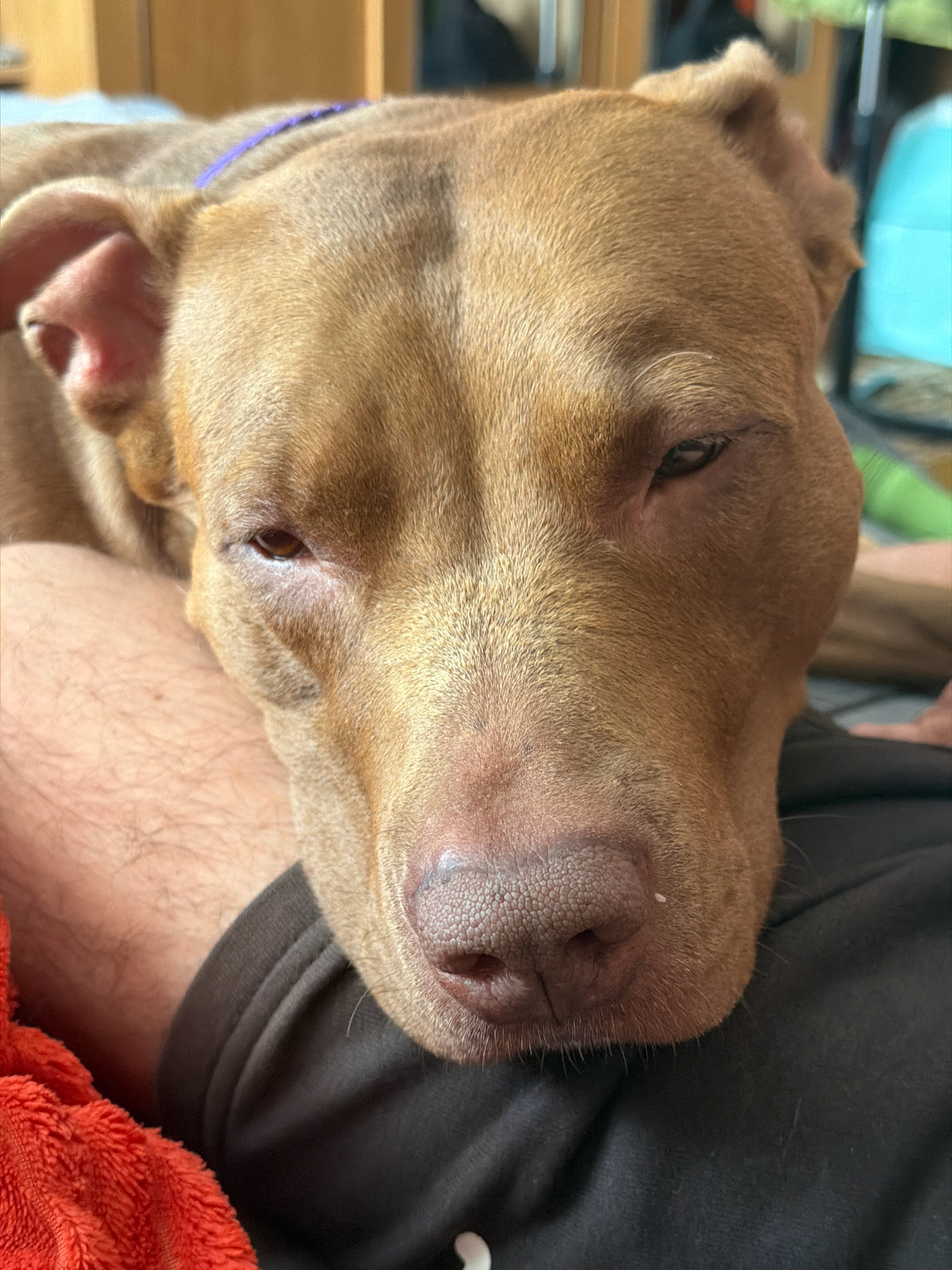 A brown dog, likely a pit bull mix due to its features, is resting its head on a person's leg, in a close-up shot that focuses on the dog's face. The dog's eyes are partially closed, suggesting relaxation or sleep. Its nose is a prominent feature, textured and moist, with some light-colored hairs around it. A purple collar is visible around the dog's neck. The background is softly blurred, indicating a shallow depth of field, and hints at an indoor environment with furniture. The overall impression is one of comfort and intimacy between the dog and its owner.
