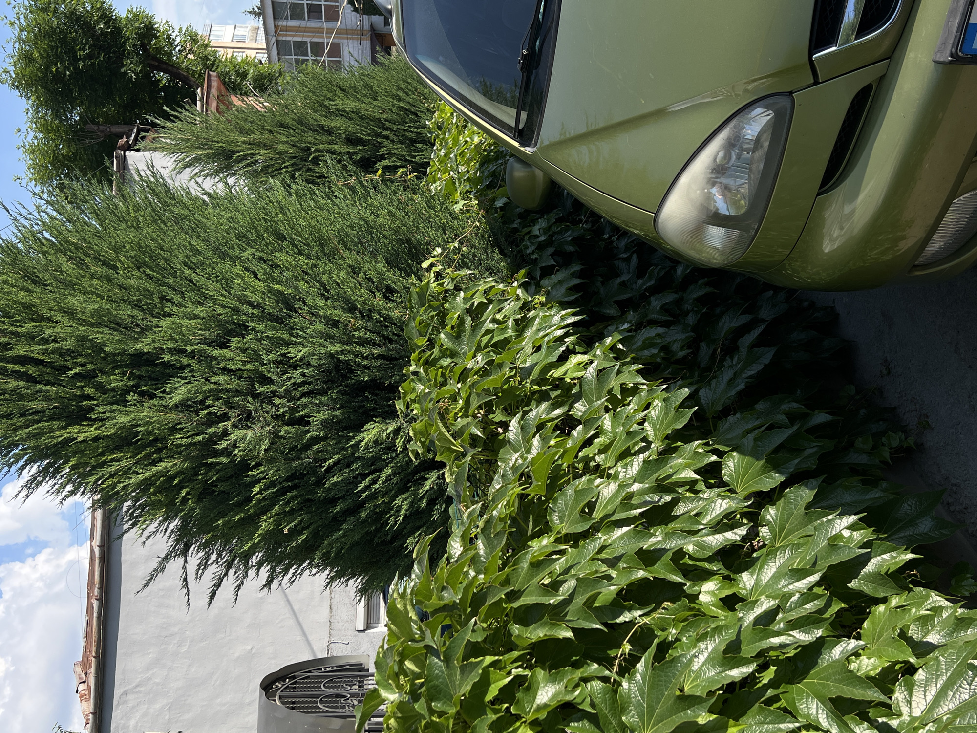 The image depicts a close-up view of a light green car parked next to lush green foliage, likely in a residential area of Ternopil, Ukraine. The car's front right headlight and hood are visible, suggesting it is parked on a street or in a driveway. The dense green ivy in the foreground obscures much of the background, but a glimpse of a building with a gray plastered wall and a rusty-tiled roof is visible behind the foliage. The scene is illuminated by natural daylight, casting shadows that indicate a sunny day. The overall impression is one of an urban environment with abundant plant life.