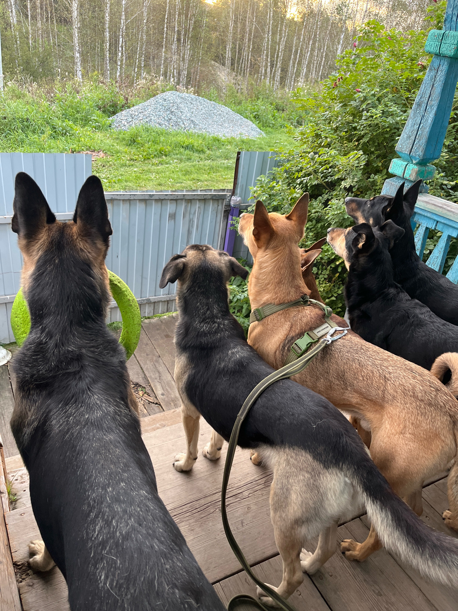 A group of six dogs, primarily German Shepherd and mixed breeds, are positioned on a wooden porch. The dogs are facing away from the camera, looking towards a background of birch trees, green vegetation, a pile of gravel, and a light-colored metal fence. The porch has weathered wooden planks and a blue railing. One of the dogs, a tan German Shepherd mix, wears a green harness with a leash. A bright green ring toy is partially visible on the porch next to the largest German Shepherd. The lighting suggests it is either early morning or late afternoon. The location is identified as Nizhny Tagil, Russia.