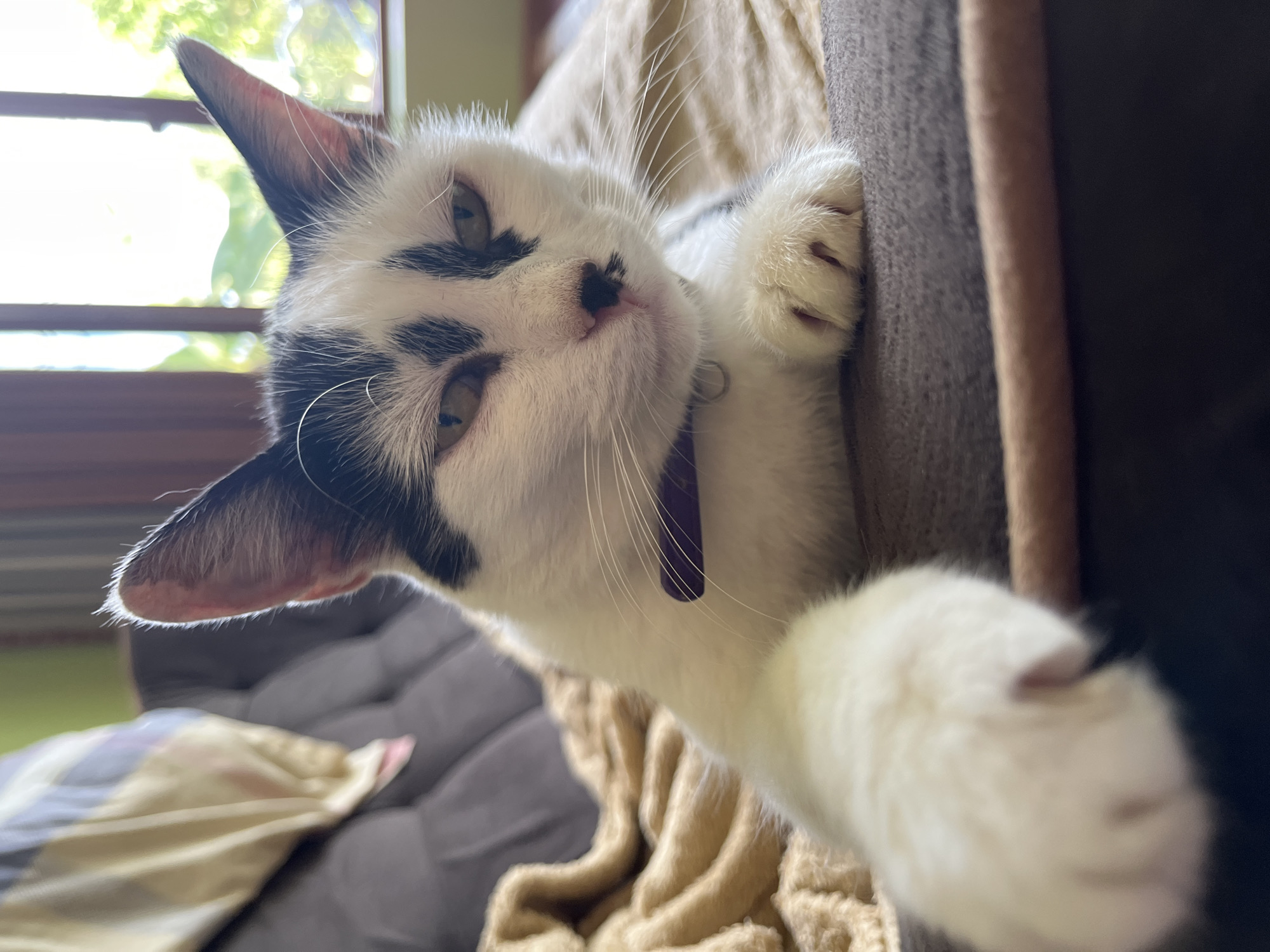 A medium shot, eye-level, outdoor portrait captures a black and white domestic cat lounging on a brown cushioned surface, possibly a pet bed, with a light brown blanket partially visible. The cat's fur is predominantly white with distinct black markings on its face, ears, and back. It wears a thin purple collar. The cat's gaze is directed towards the camera with a slightly squinted expression, and its left paw is extended forward, appearing to reach towards the lens. Behind the cat, a window is visible, offering a blurred view of greenery and natural light, suggesting an indoor setting with an adjacent outdoor environment. The background also shows a hint of a striped pillow and a dark-colored sofa or chair. The overall lighting suggests daytime, with soft natural light illuminating the scene. The location of Ureki, Georgia is not discernible from the visual elements in the image.