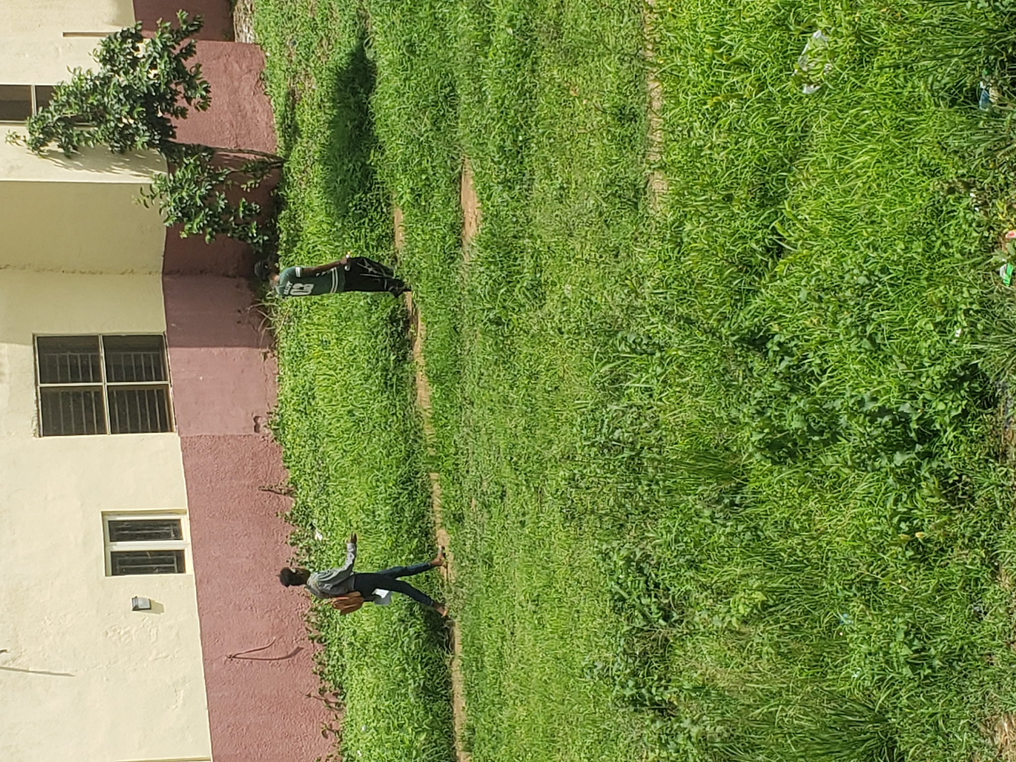 In Gumel, Nigeria, two individuals are walking on a dirt path through a grassy area adjacent to a building. The building has a cream-colored upper story and a reddish-pink lower story. The building features multiple windows, some with dark shutters. To the right of the building, a small tree with dense green foliage is growing.
The person on the left is walking away from the viewer, wearing a light-colored shirt and dark pants. They have a brown bag slung over their shoulder and appear to be gesturing with their left hand. The person on the right is also walking away from the viewer, wearing a dark green shirt with white lettering and dark pants. They are carrying a bag or object in their right hand. The ground is covered in thick, green grass and some patches of exposed earth, with evidence of litter in the lower right section of the image. The scene is illuminated by sunlight, casting shadows on the grass.