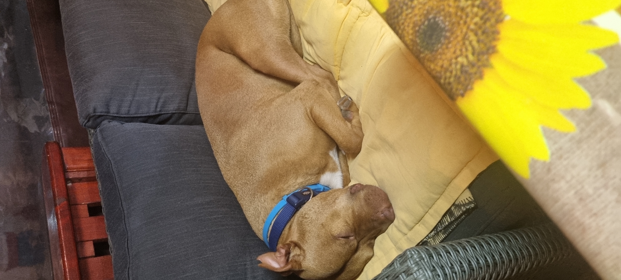 A tan pit bull wearing a blue collar sleeps curled up on a gray cushion, a yellow pillow, and a woven chair. A large sunflower decoration is partially visible on the right side of the image. The scene is indoors.