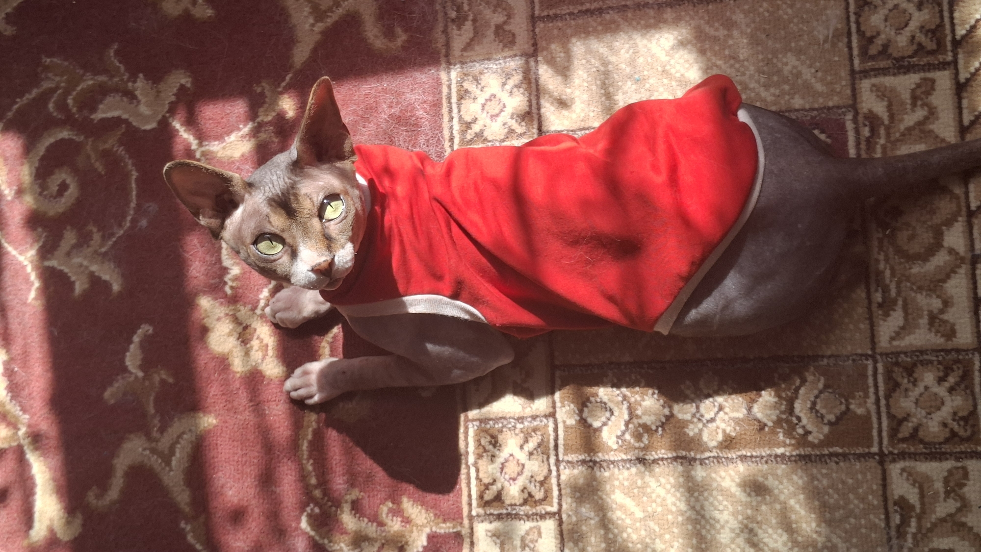 A sphynx cat lies on a red oriental rug. The cat is wearing a red sleeveless shirt. The cat is facing upwards, looking at the camera with bright green eyes. Sunlight streams in from the left, casting shadows on the rug. The rug has a patterned design in shades of red, beige, and brown. The image is taken from a top-down perspective. There are no people or other animals present. The scene is indoors, likely in a residential setting. The location is specified as Забалоцкі сельскі Савет, Belarus.