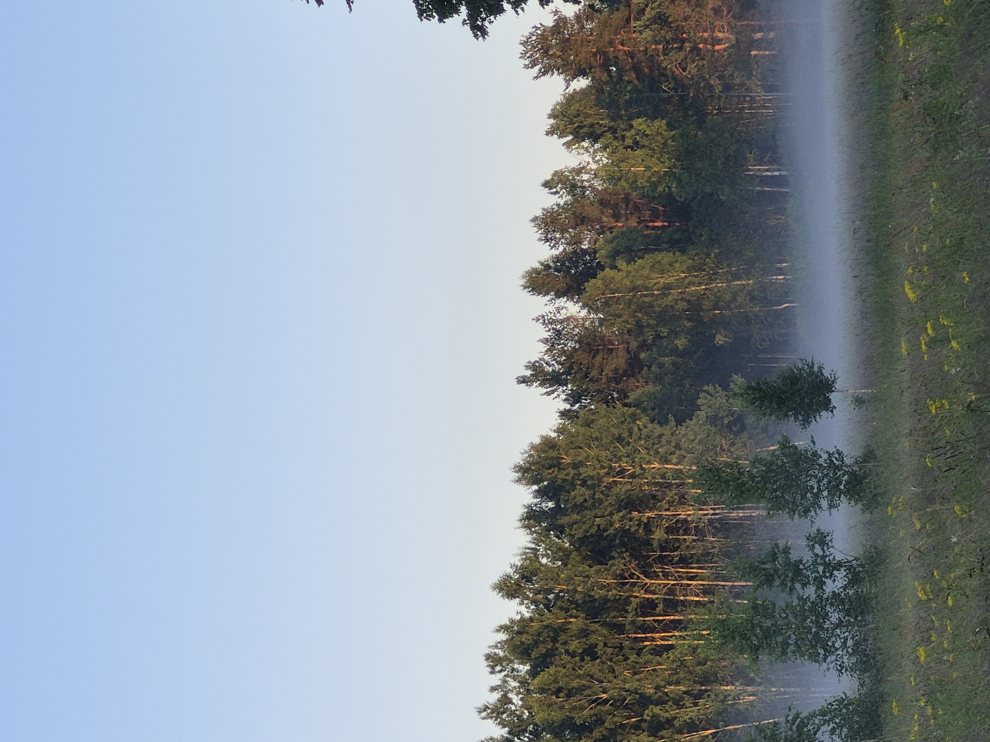 The image shows a serene natural landscape with a clear, pale blue sky. In the foreground, a grassy field dotted with yellow wildflowers and tall, dry grasses stretches out. A thin layer of white mist hovers low to the ground, obscuring the base of a dense forest that forms the backdrop of the scene. The forest is composed of a variety of trees, including slender birches with their distinctive white trunks and darker evergreen trees, all appearing lush and green. The sunlight, which seems to be either from early morning or late evening, casts a warm glow on the trees, highlighting their textures and colors. The overall atmosphere is tranquil and peaceful. The location is the city of Sooblase, Estonia.