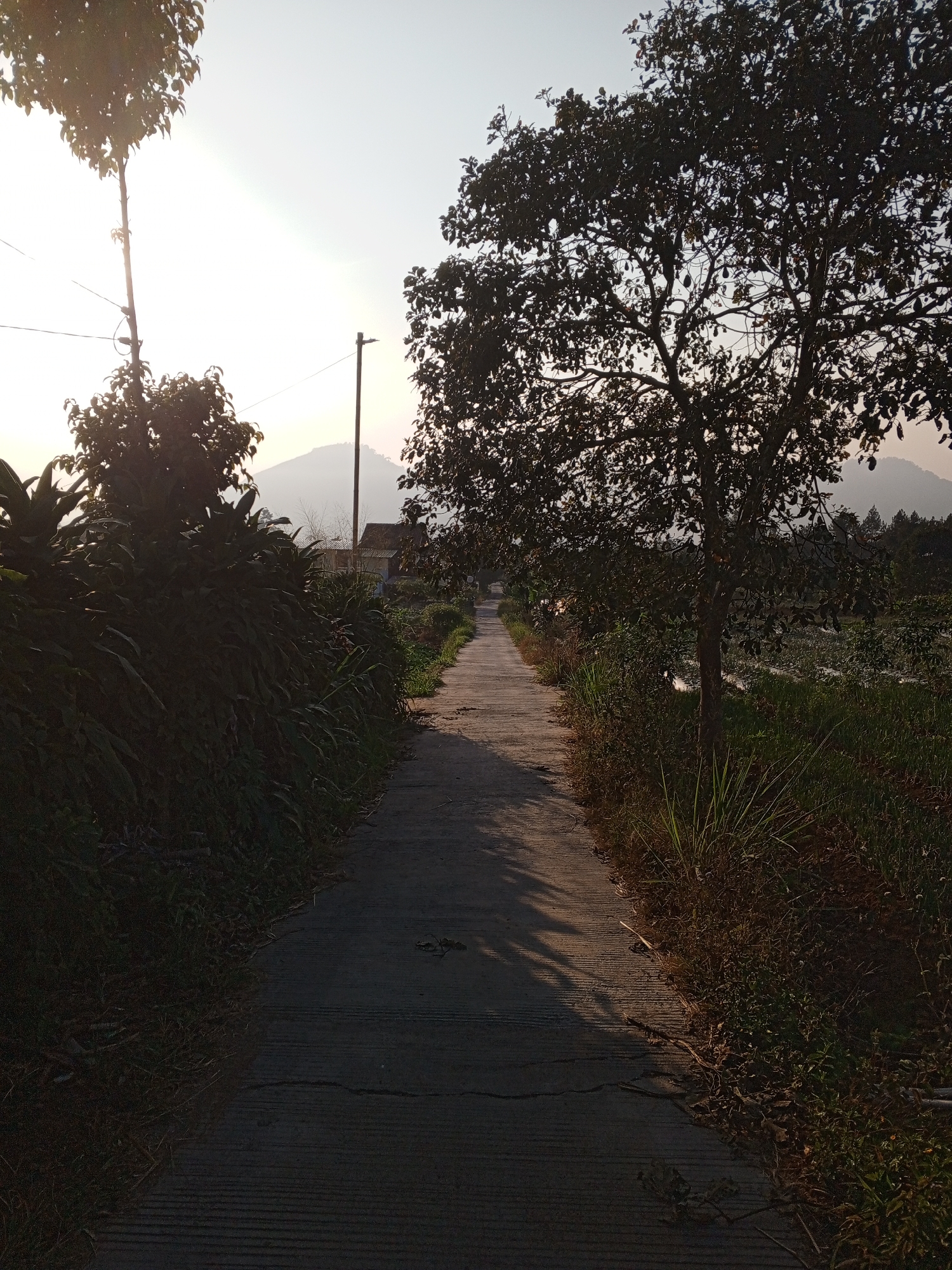 The image depicts a paved pathway leading into the distance, flanked by dense vegetation on the left and more sparse greenery and a body of water on the right. Tall trees stand on both sides of the path, with one prominent tree silhouetted against the sky on the right. In the background, a hazy mountain range is visible under a bright, possibly sunrise or sunset, sky. Several small buildings are nestled amongst the trees in the distance. The scene appears to be a rural or semi-rural setting.